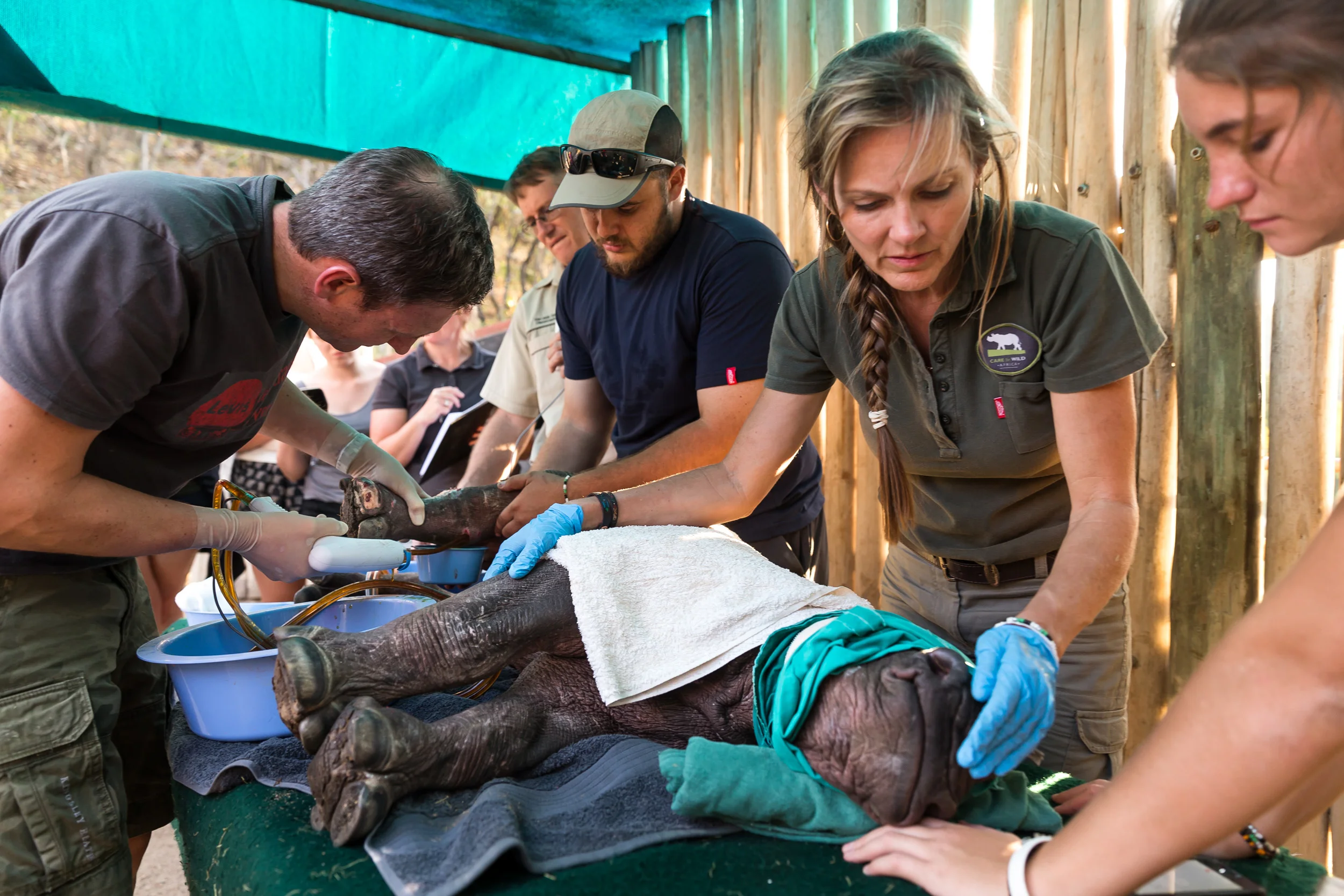 NELSPRUIT, SOUTH AFRICA, 4 MAY 2016: CARE FOR WILD AFRICA is a donor run NGO that specializes in caring for wounded animals. They have a special focus on rhino and have taken in many rhino orphans from the poaching wars across South Africa at this t