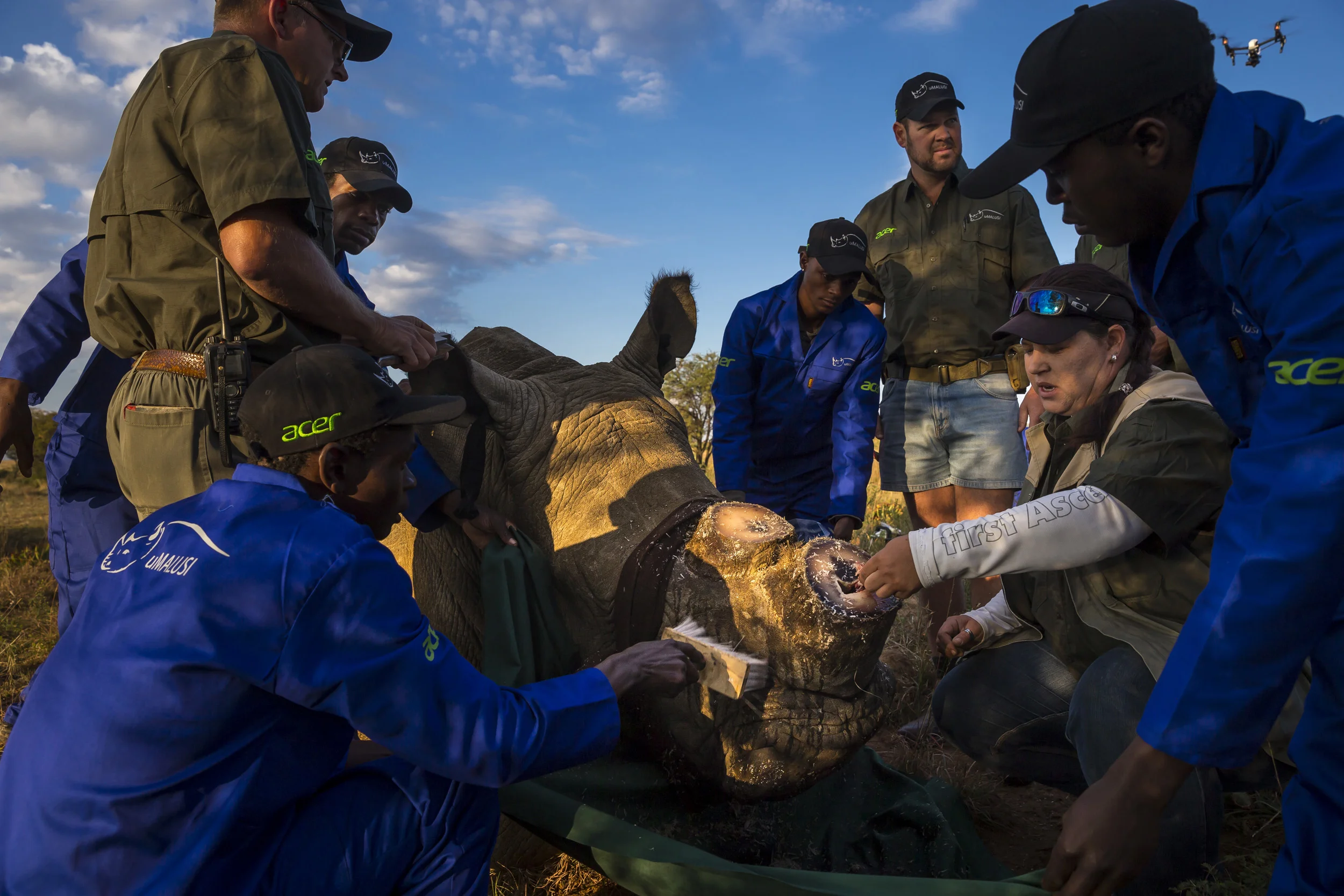 BUFFALO DREAM RANCH, KLERKSDORP, SOUTH AFRICA, 24 MAY 2016: A rhino dehorning team, led by Vet Dr Michelle Otto and her team, discovers a horn abcess during a routine dehorning on a new Bull Rhino that has recently been brought to this ranch from a