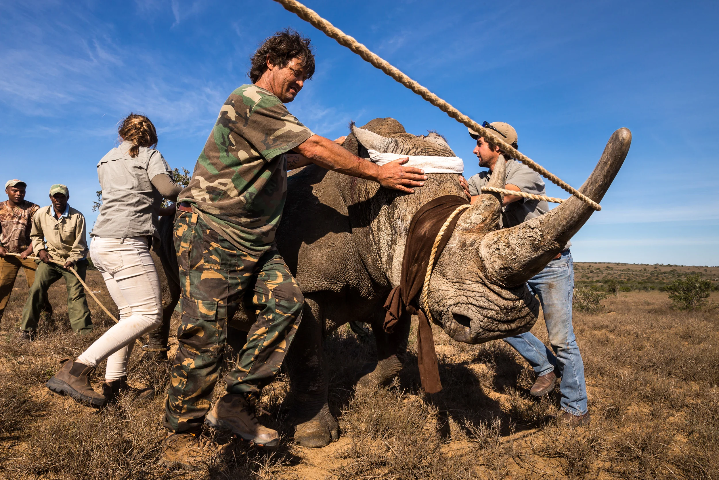 EZULU GAME FARM, GRAHAMSTOWN, SOUTH AFRICA, 15 MAY 2016: Four pairs of Cow and calf rhinos are captured and moved into transport for relocation to a more secure facility. This is the last of 27 Rhino that are being moved away from game farms in the