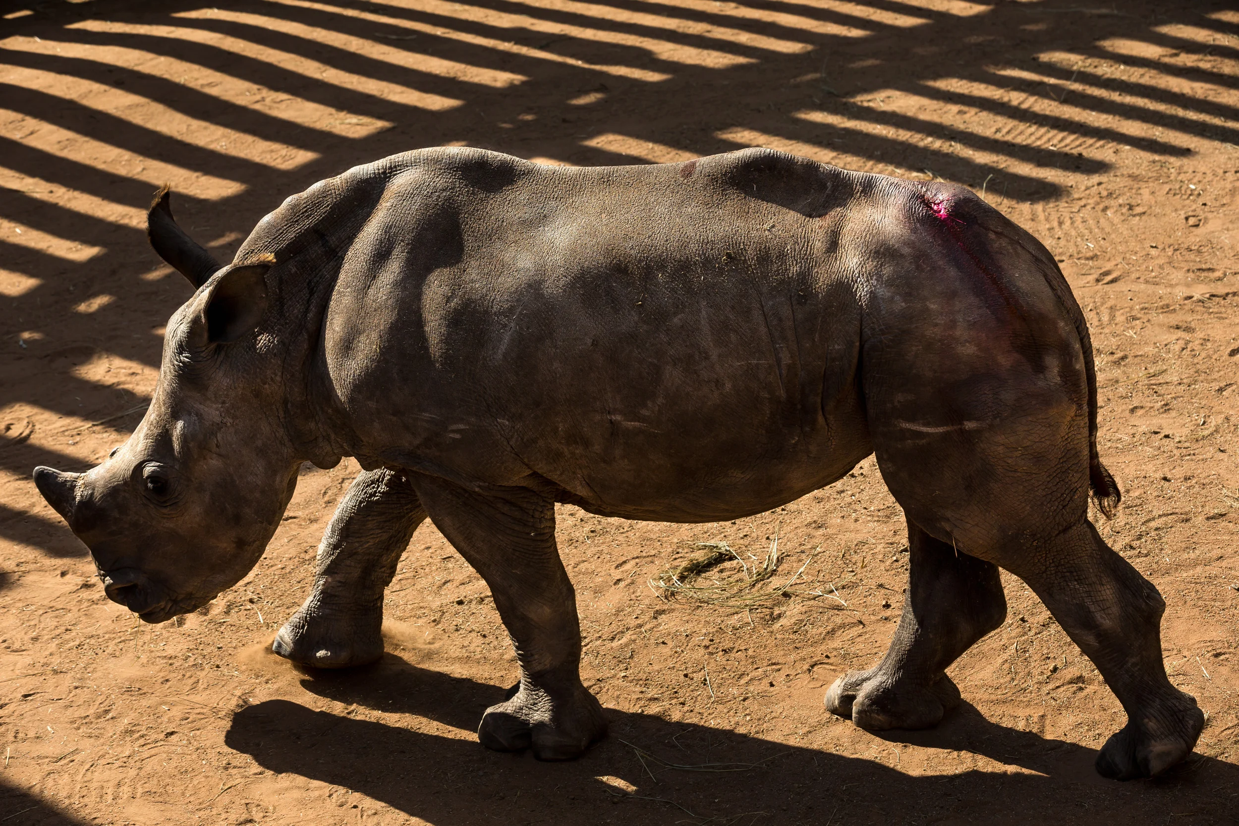 NELSPRUIT, SOUTH AFRICA, 4 MAY 2016: CARE FOR WILD AFRICA is a donor run NGO that specializes in caring for wounded animals. They have a special focus on rhino and have taken in many rhino orphans from the poaching wars across South Africa at this t