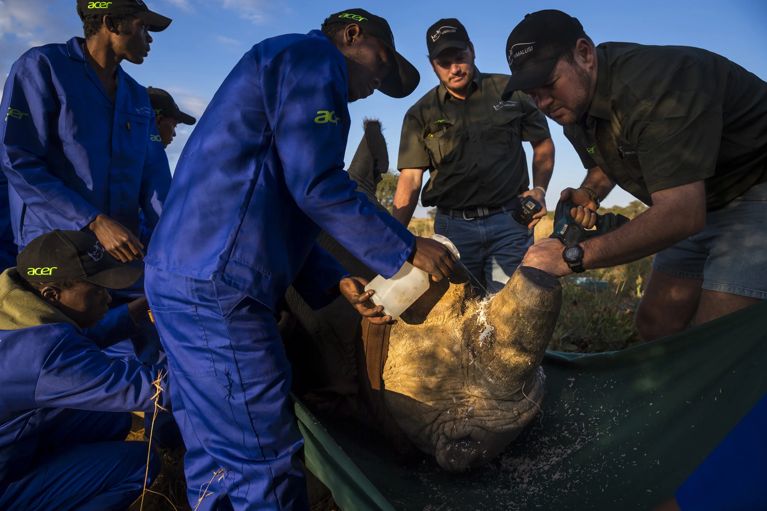 BUFFALO DREAM RANCH, KLERKSDORP, SOUTH AFRICA, 24 MAY 2016: A rhino dehorning team, led by Vet Dr Michelle Otto and her team, darts and dehorns a new Bull Rhino that has recently been brought to this ranch from another property. All the Rhinos on th