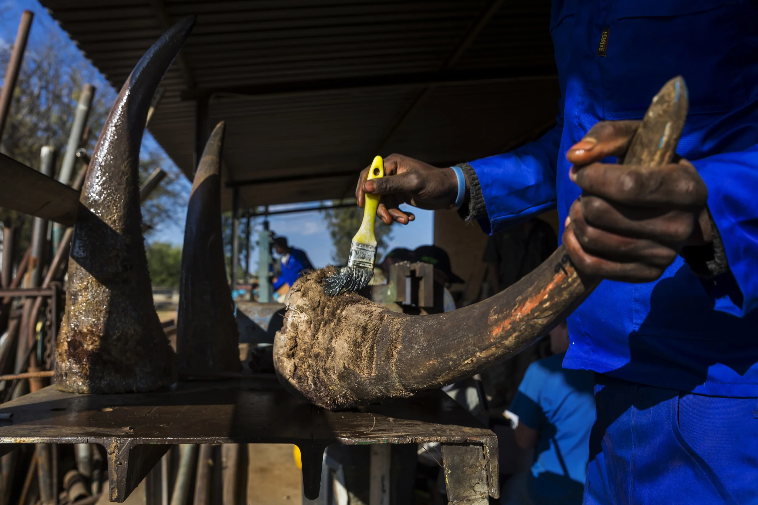 BUFFALO DREAM RANCH, KLERKSDORP, SOUTH AFRICA, 25 MAY 2016: A rhino horn security team prepares new horns that have come from that days legal dehornings. This is done in a secure location that changes every time horn is prepared for the sake of sec