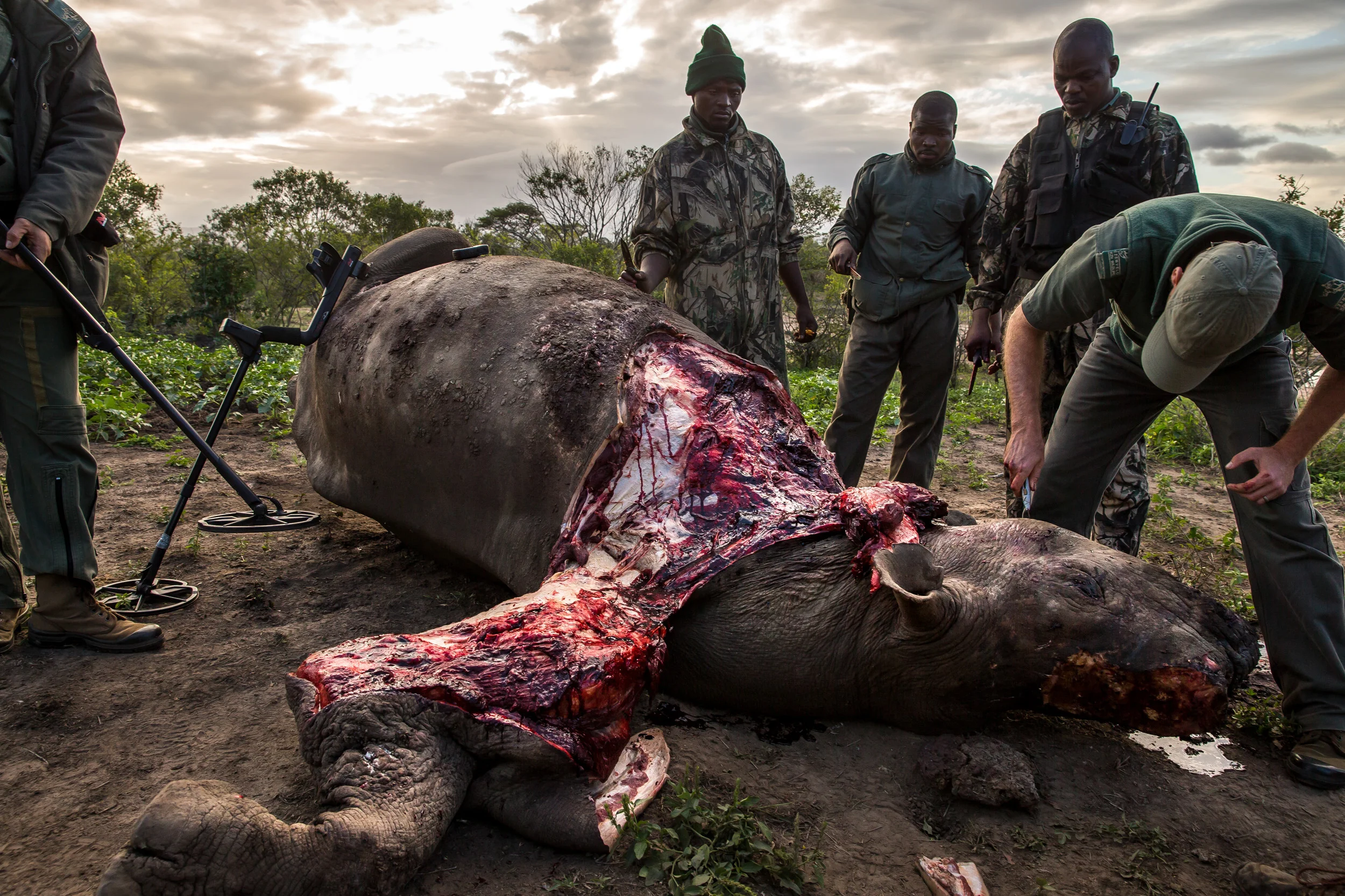 HLUHLUWE UMFOLOZI GAME RESERVE, KWAZULU NATAL, SOUTH AFRICA, 17 MAY 2016: A Black Rhino Bull is seen dead, poached for its horns less than 24 hours earlier at Hluhluwe Umfolozi Game Reserve, South Africa. It is suspected that the killers came from a