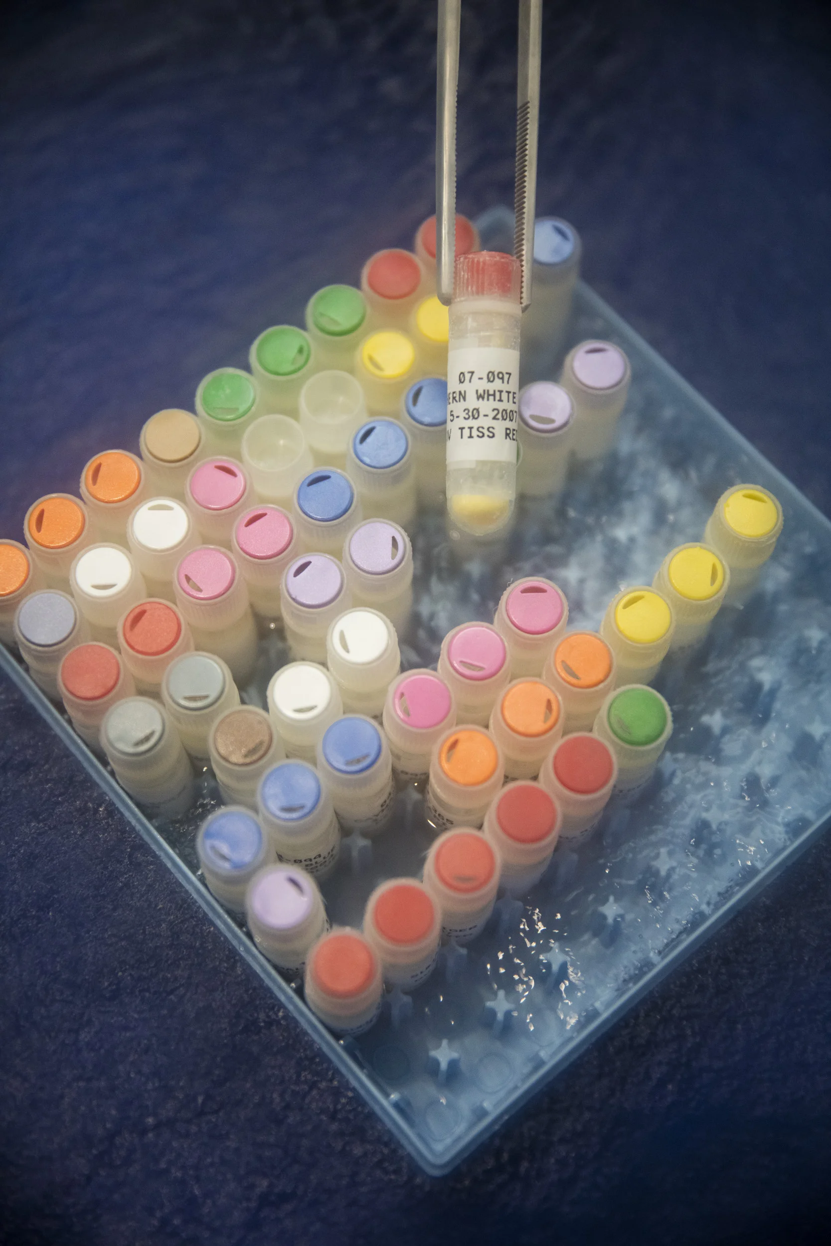 SAN DIEGO ZOO, CALIFORNIA, USA, 8 JUNE 2016: A tray of frozen Northen White Rhino sperm and other rare and extinct species seen in the frozen zoo lab at SAn Diego Zoo Institute. Dr Barbara Durrant, the Henshaw Chair and Director of Reproductive Phys