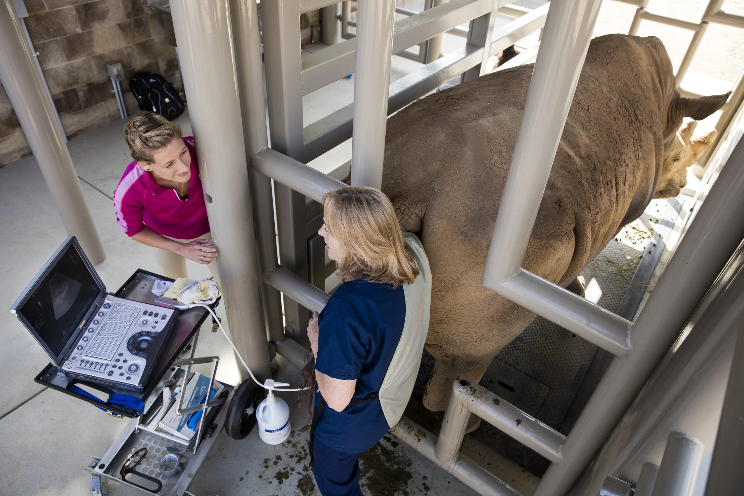 SAN DIEGO ZOO, CALIFORNIA, USA, 8 JUNE 2016: Dr Barbara Durrant, the Henshaw Chair and Director of Reproductive Physiology at the San Diego Zoo Institute for Conservation Research, performs an ultrasound on a Southern White Rhino Cow. Dr Durrant and