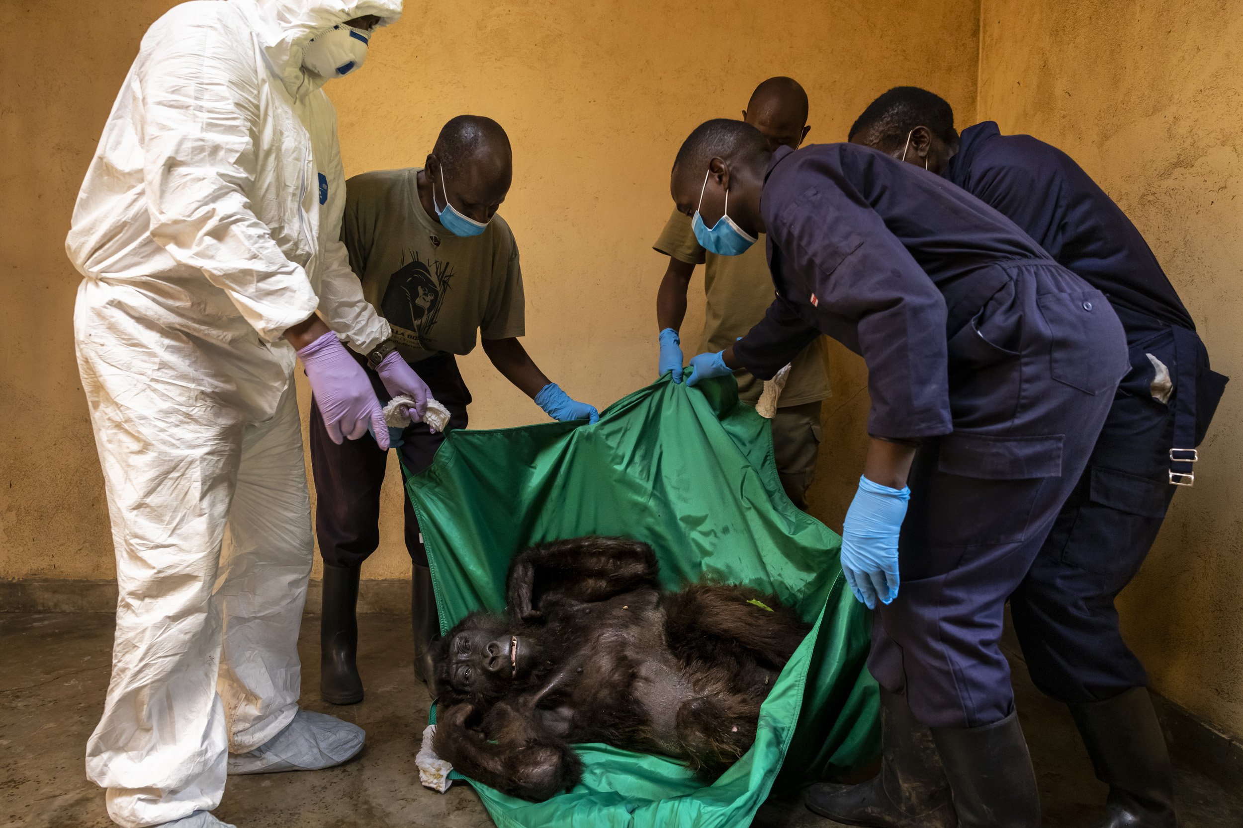 RUMANGABO, VIRUNGA NATIONAL PARK, DR CONGO, SEPTEMBER 26 2021: A medical procedure is carried out on female orphan mountain gorilla Ndakasi by Gorilla Doctors vets Eddy Syaluha and Fabrice Malonga accompanied by the Senkwekwe team of caregivers. Nda