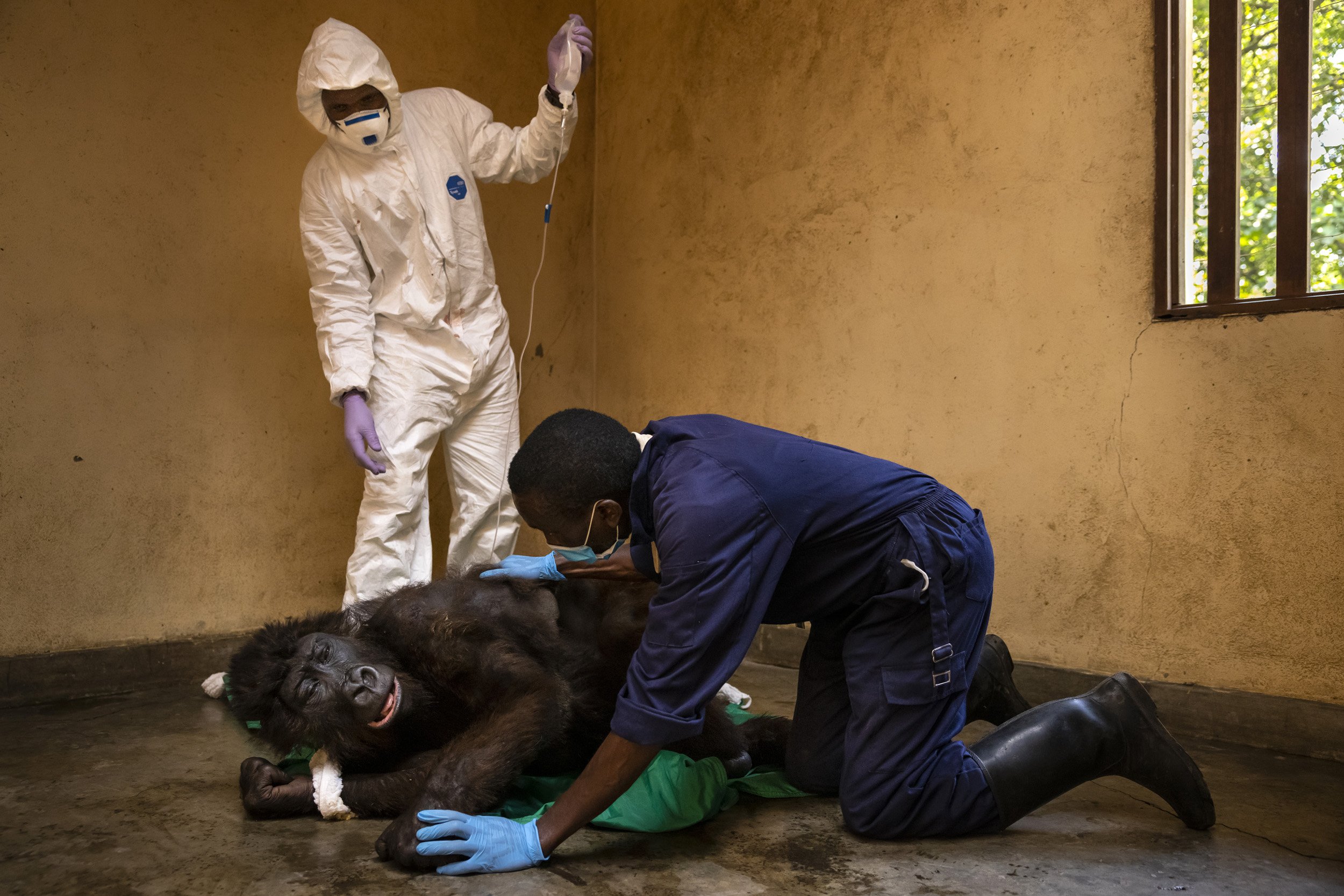 RUMANGABO, VIRUNGA NATIONAL PARK, DR CONGO, SEPTEMBER 26 2021: Moutain gorilla Ndakasi fights off the effects of the anasthetic as Andre Bauma comforts her. A medical procedure was just carried out on female orphan mountain gorilla Ndakasi by Gorill