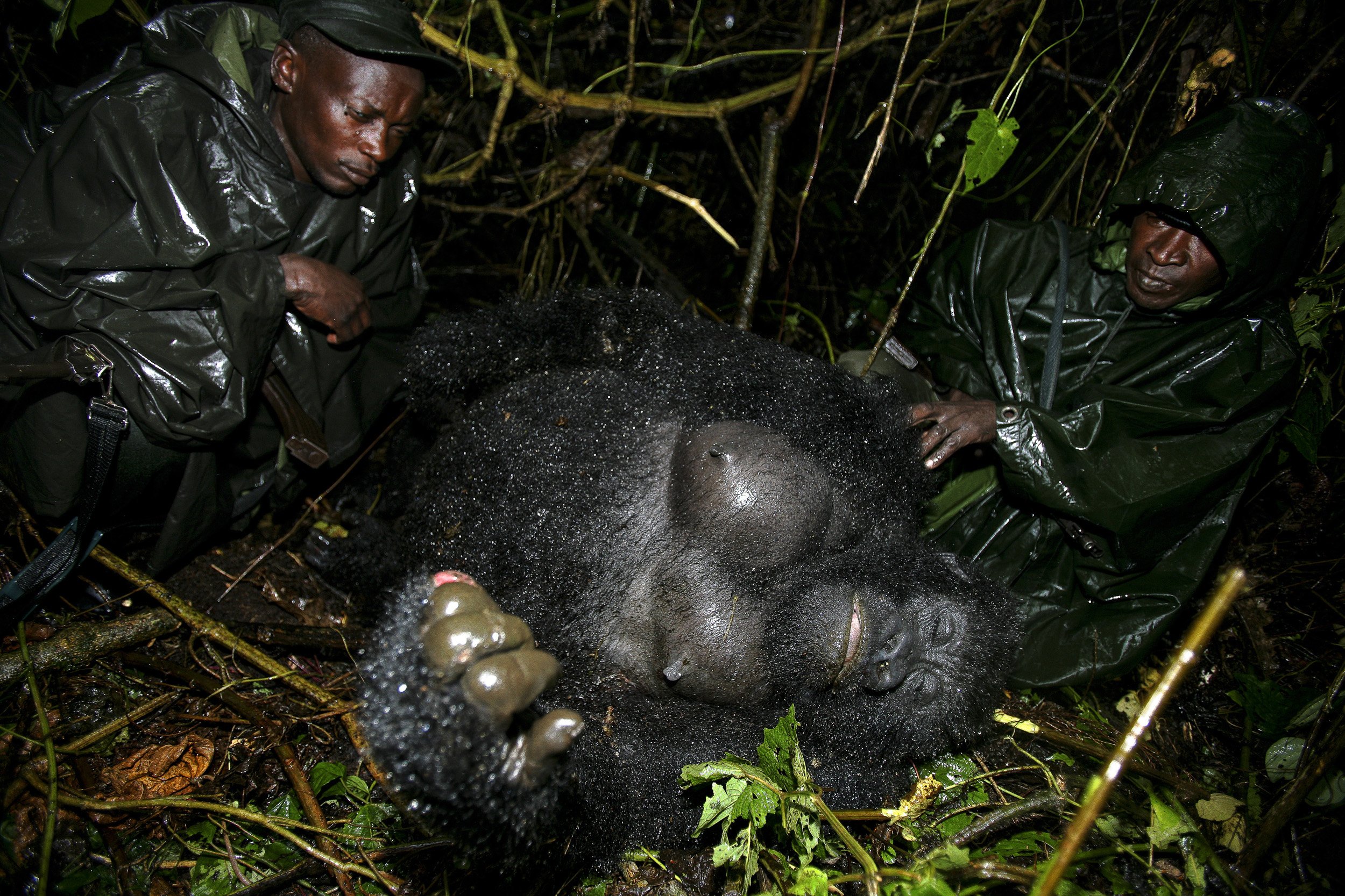 DR Congo: I first met the mountain gorilla Ndakasi in a heavy downpour in Virunga’s rainforest in 2007. She was 2 months old and clinging to her mother’s dead body, the blood from multiple AK47 rounds pooling in the rain around her as the infant tri