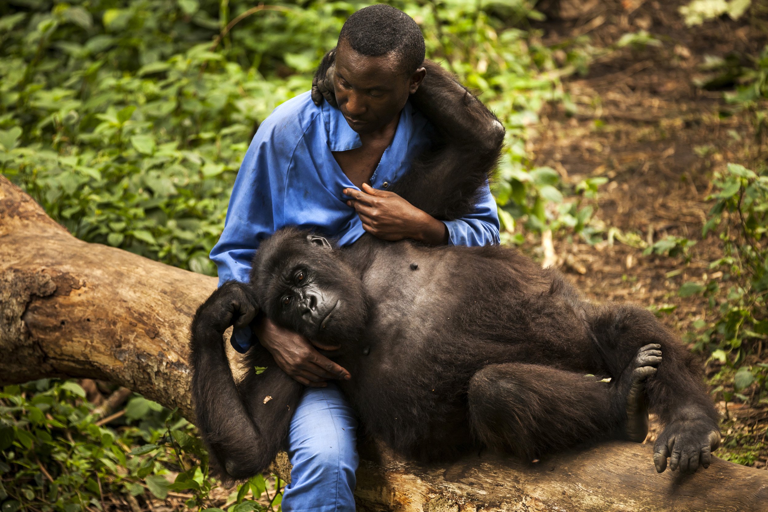 RUMANGABO, EASTERN DEMOCRATIC REPUBLIC OF CONGO, MARCH 2012: Andre, 39, a self described "gorilla mother" looks after 4 orphaned gorillas who were rescued from various horrific circumstances and brought into care by the staff of Virunga National Par