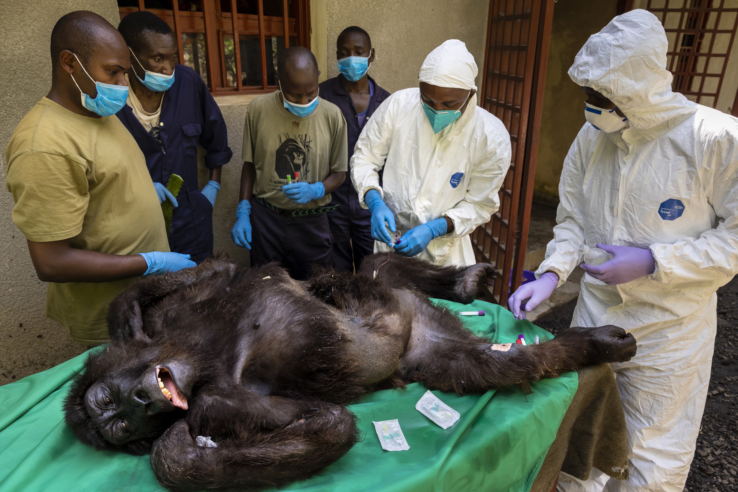 RUMANGABO, VIRUNGA NATIONAL PARK, DR CONGO, SEPTEMBER 26 2021: A medical procedure is carried out on female orphan mountain gorilla Ndakasi by Gorilla Doctors vets Eddy Syaluha and Fabrice Malonga accompanied by the Senkwekwe team of caregivers. Nda