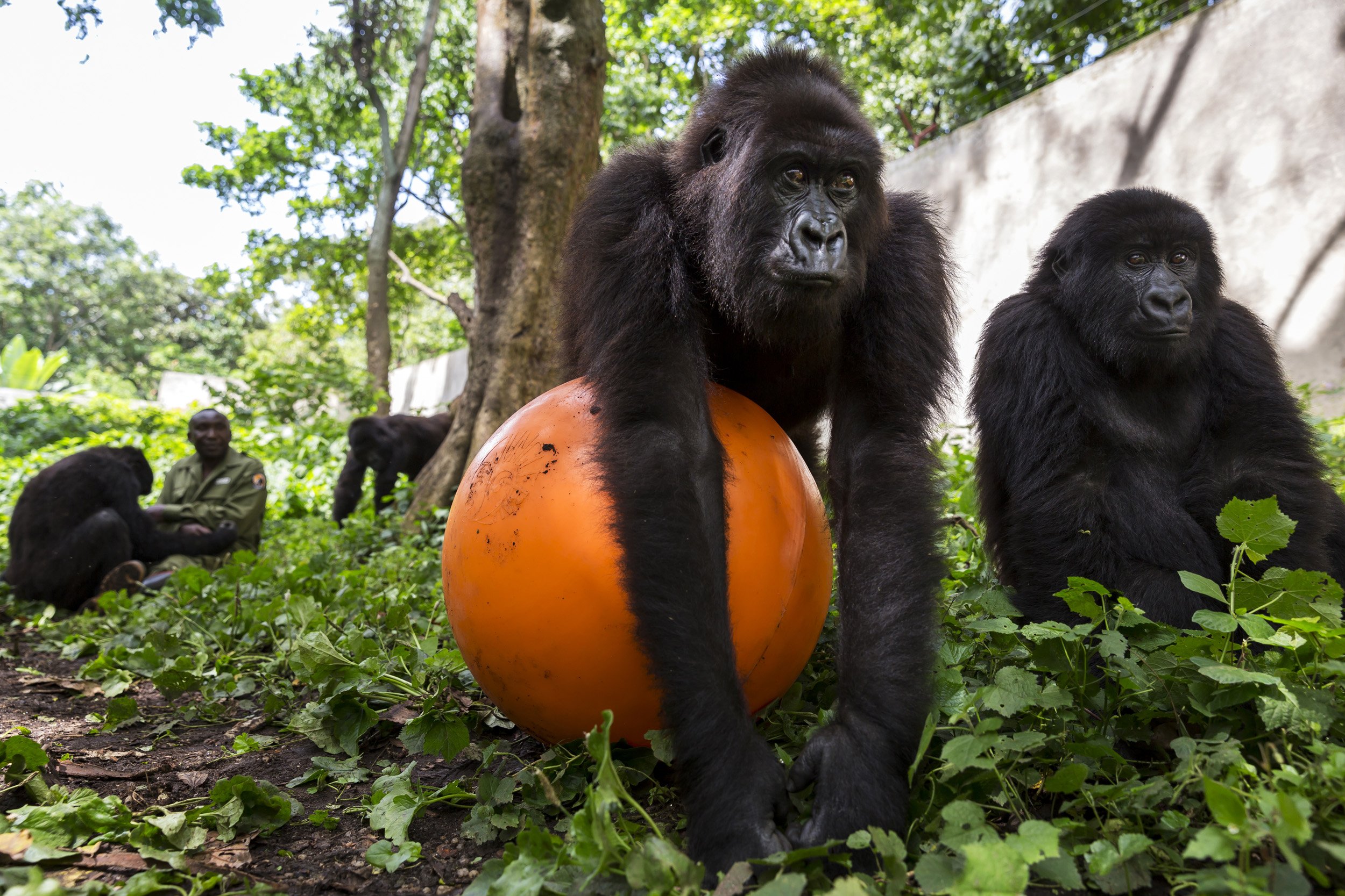 RUMANGABO, VIRUNGA NATIONAL PARK, DR CONGO, NOVEMBER 16, 2015: Caregivers at the Senkwekwe Mountain Gorilla orphanage play with the orphaned gorillas inside their enclosure. This is the only mountain Gorilla orphanage in the world and takes in mount