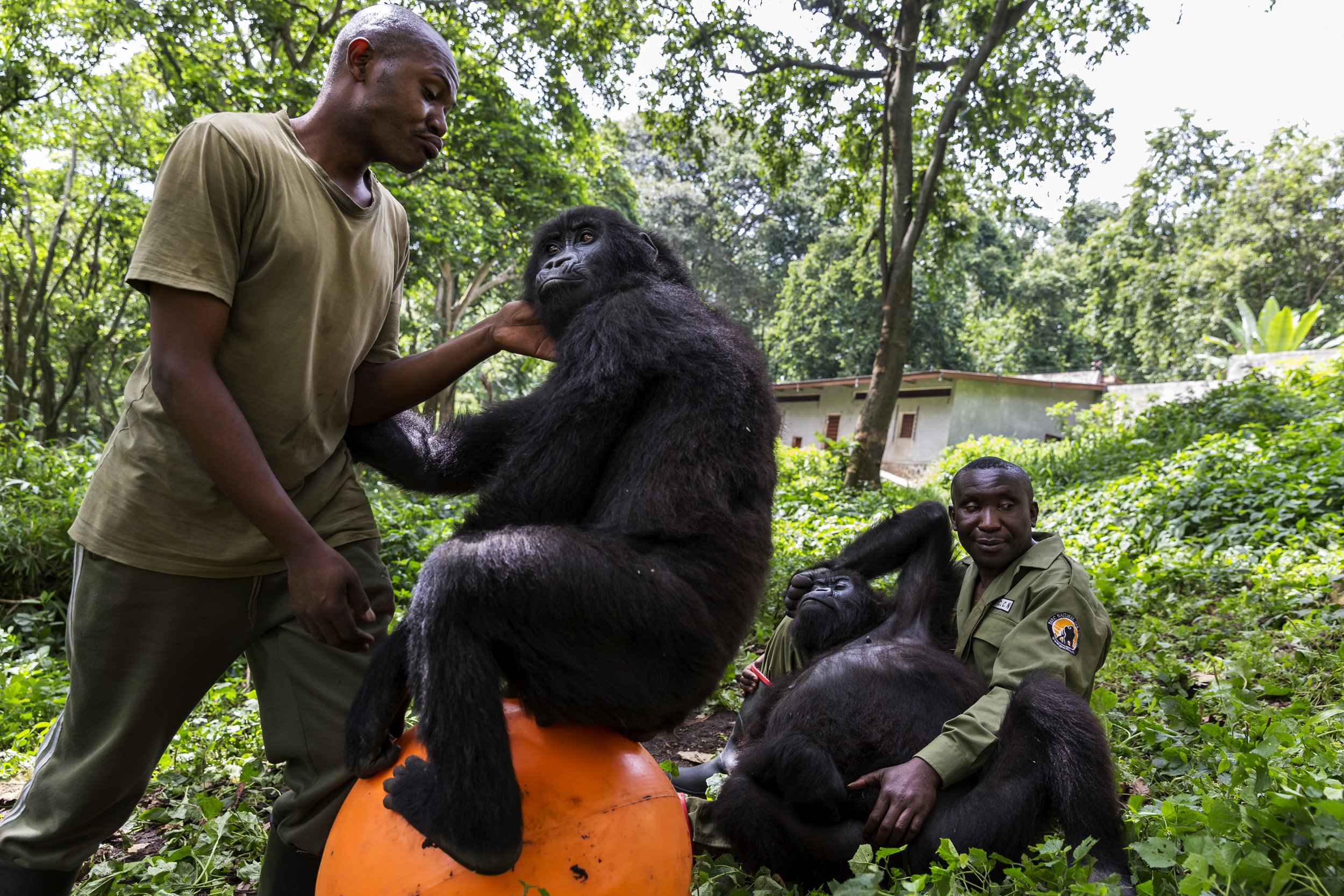 RUMANGABO, VIRUNGA NATIONAL PARK, DR CONGO, NOVEMBER 16, 2015: Caregivers at the Senkwekwe Mountain Gorilla orphanage play with the orphaned gorillas inside their enclosure. This is the only mountain Gorilla orphanage in the world and takes in mount