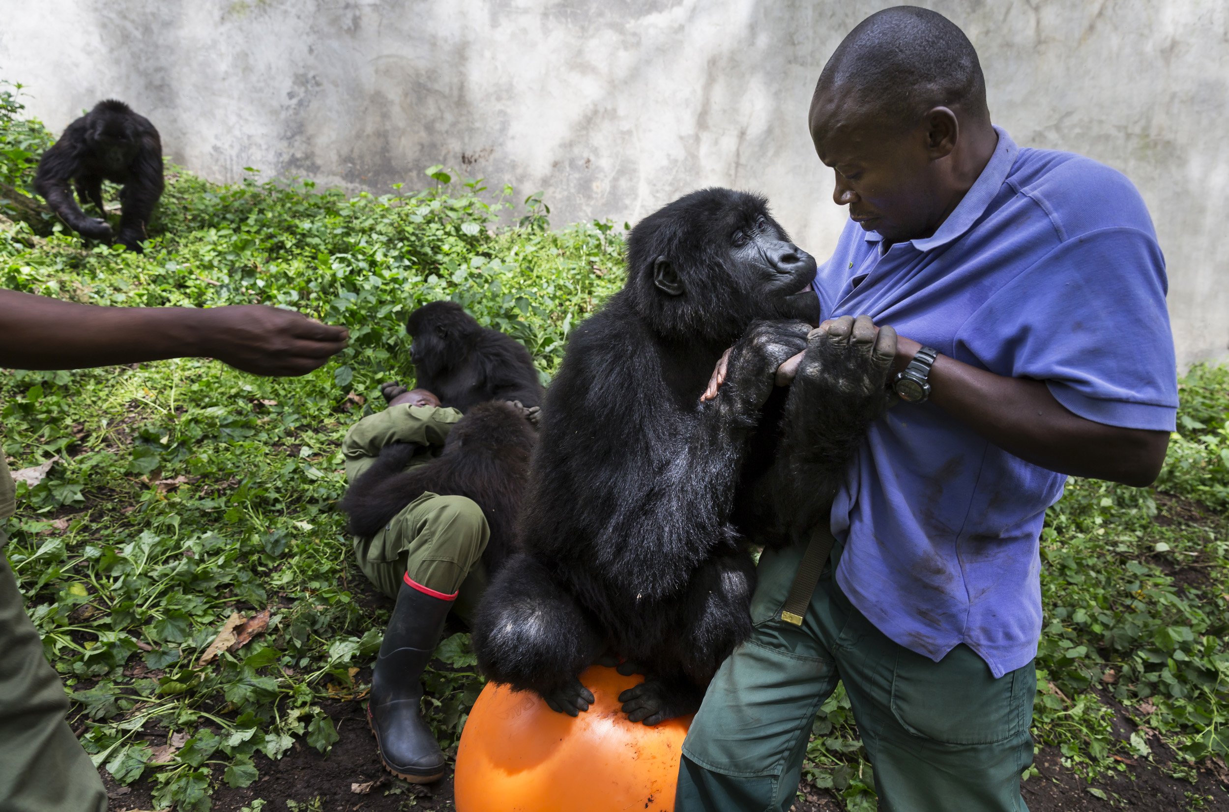 RUMANGABO, VIRUNGA NATIONAL PARK, DR CONGO, NOVEMBER 16, 2015: Caregivers at the Senkwekwe Mountain Gorilla orphanage play with the orphaned gorillas inside their enclosure. This is the only mountain Gorilla orphanage in the world and takes in mount