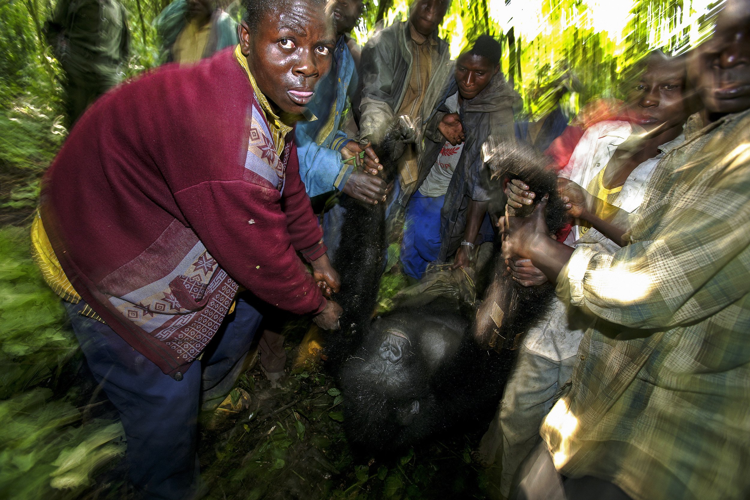 BUKIMA, VIRUNGA NATIONAL PARK, EASTERN CONGO, JULY 2007: Conservation Rangers discover the body of a nursing female mountain gorilla gunned down by AK47 rounds, a baby later named Ndakasi was still trying to suckle from her dead mother when the body