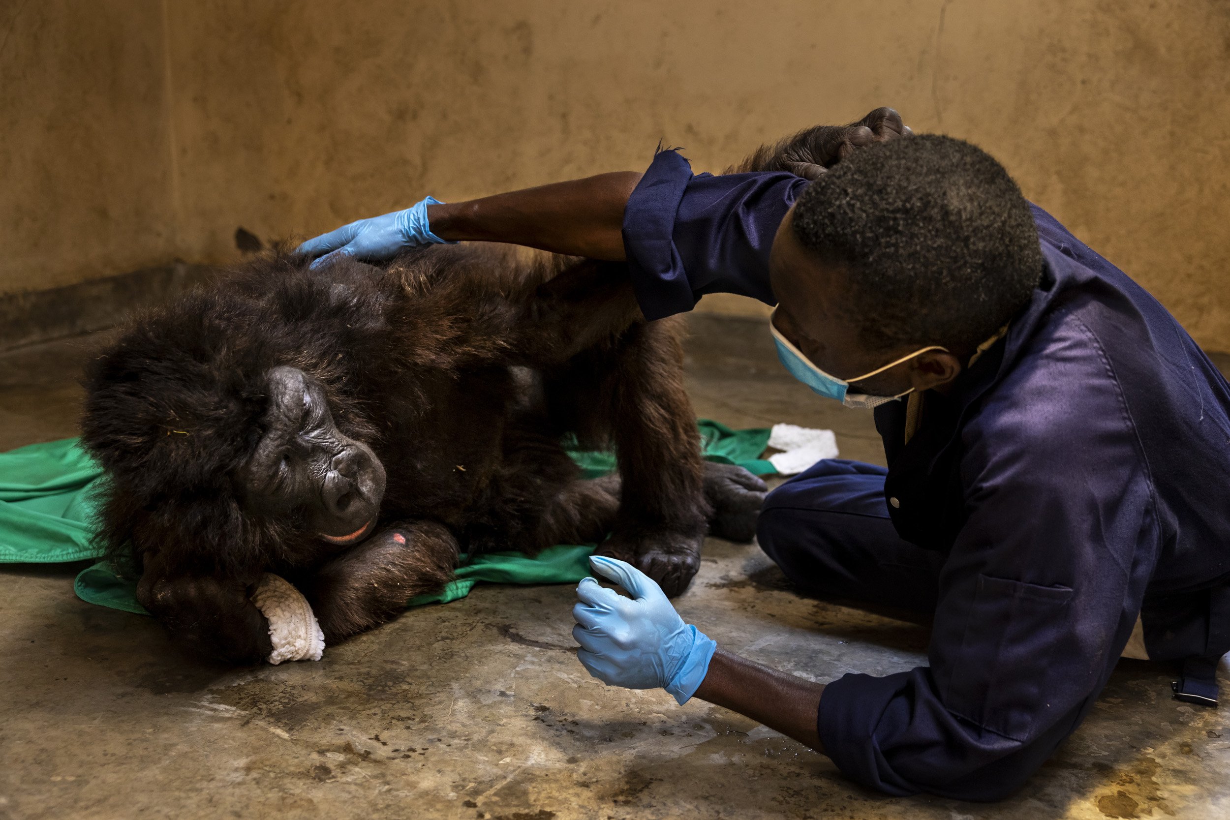 RUMANGABO, VIRUNGA NATIONAL PARK, DR CONGO, SEPTEMBER 26, 2021: Orphan mountain gorilla Ndakasi passes away in her cargiver's arms after a prolonged illness. Andre Bauma and others at the Senkwekwe Mountain Gorilla Center have cared for Ndakasi and