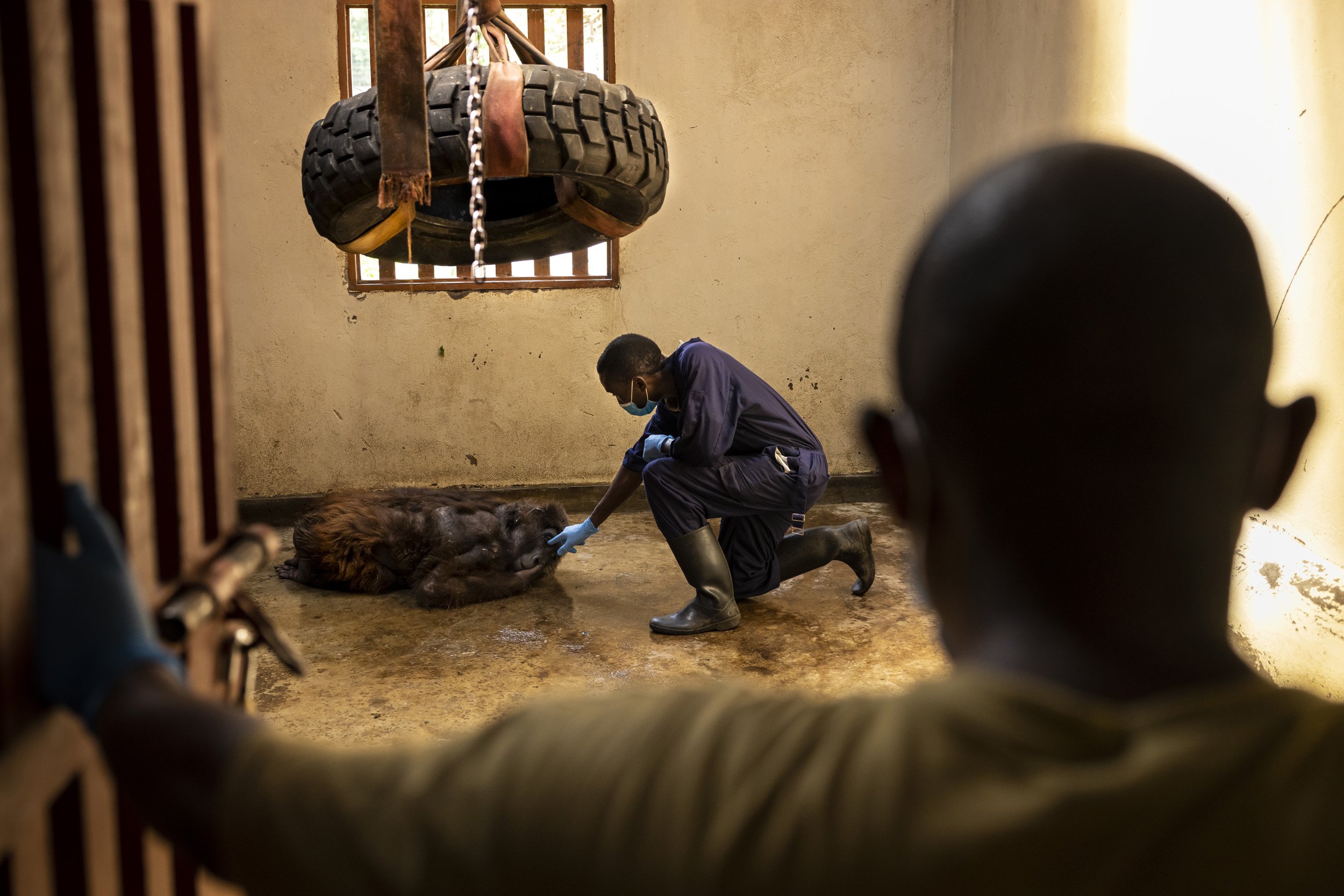 RUMANGABO, VIRUNGA NATIONAL PARK, DR CONGO, SEPTEMBER 26 2021: A sick Ndakasi is carried out of her night enclosure to a medical procedure to try to determine what is behind her long term illness. This procedure was carried out on female orphan mou