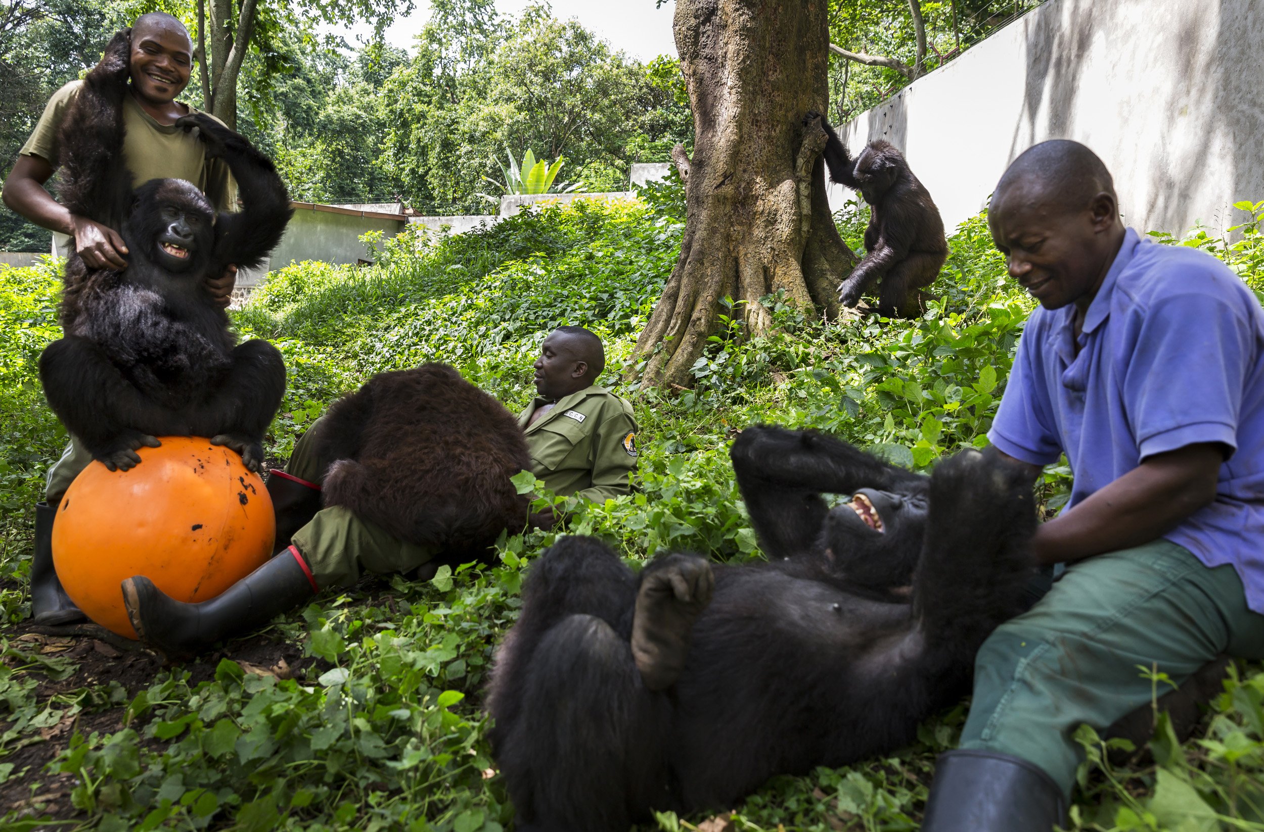 RUMANGABO, VIRUNGA NATIONAL PARK, DR CONGO, NOVEMBER 16, 2015: Caregivers at the Senkwekwe Mountain Gorilla orphanage play with the orphaned gorillas inside their enclosure. This is the only mountain Gorilla orphanage in the world and takes in mount