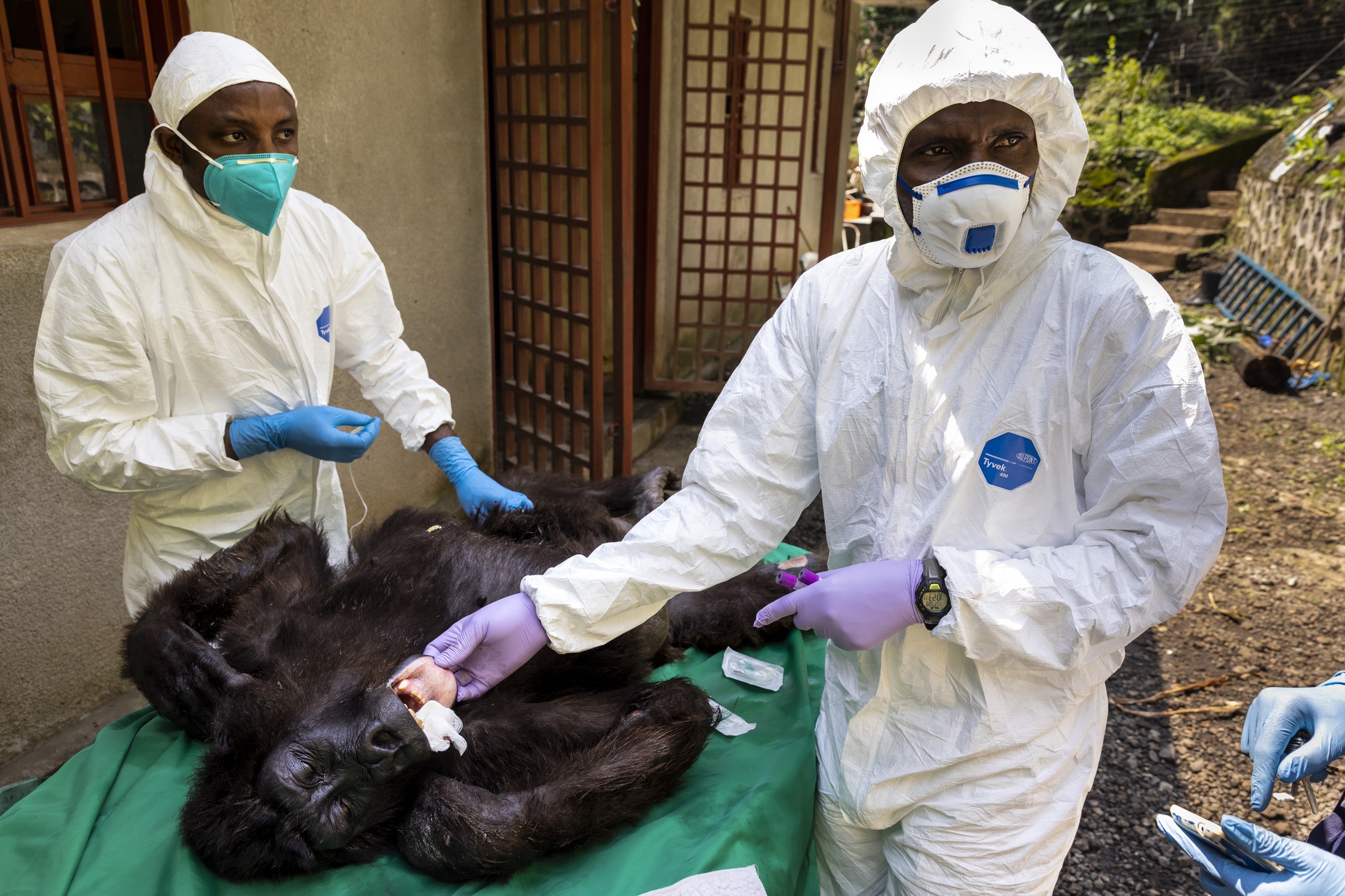RUMANGABO, VIRUNGA NATIONAL PARK, DR CONGO, SEPTEMBER 26 2021: A medical procedure is carried out on female orphan mountain gorilla Ndakasi by Gorilla Doctors vets Eddy Syaluha and Fabrice Malonga accompanied by the Senkwekwe team of caregivers. Nda