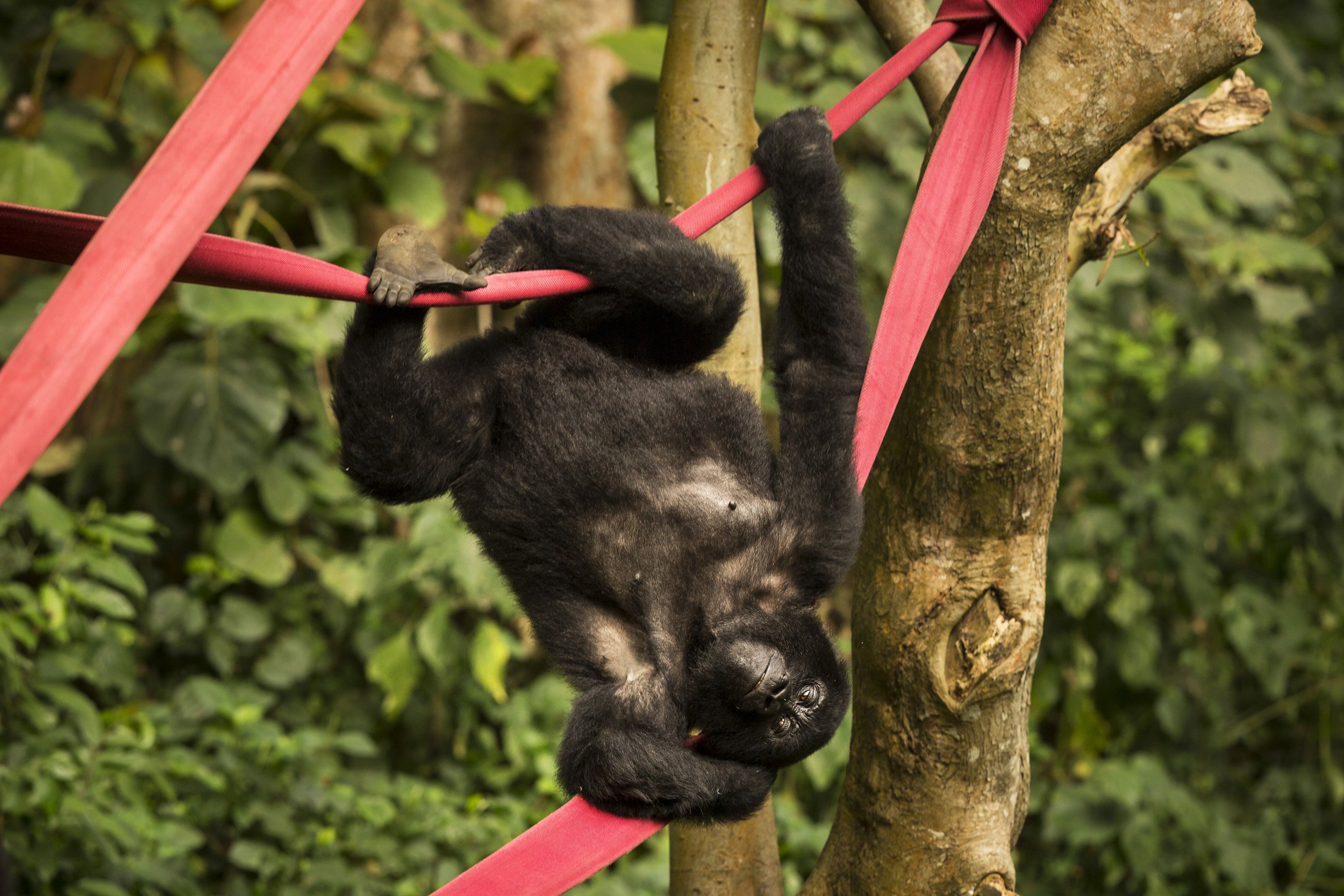 VIRUNGA NATIONAL PARK, DEMOCRATIC REPUBLIC OF CONGO, JANUARY 18 2015: Orphan mountain gorilla Ndakasi, one of a number of gorillas raised and cared for in the Senkwekwe Orphan gorilla sanctuary inside Virunga National Park. The gorillas are seen dis