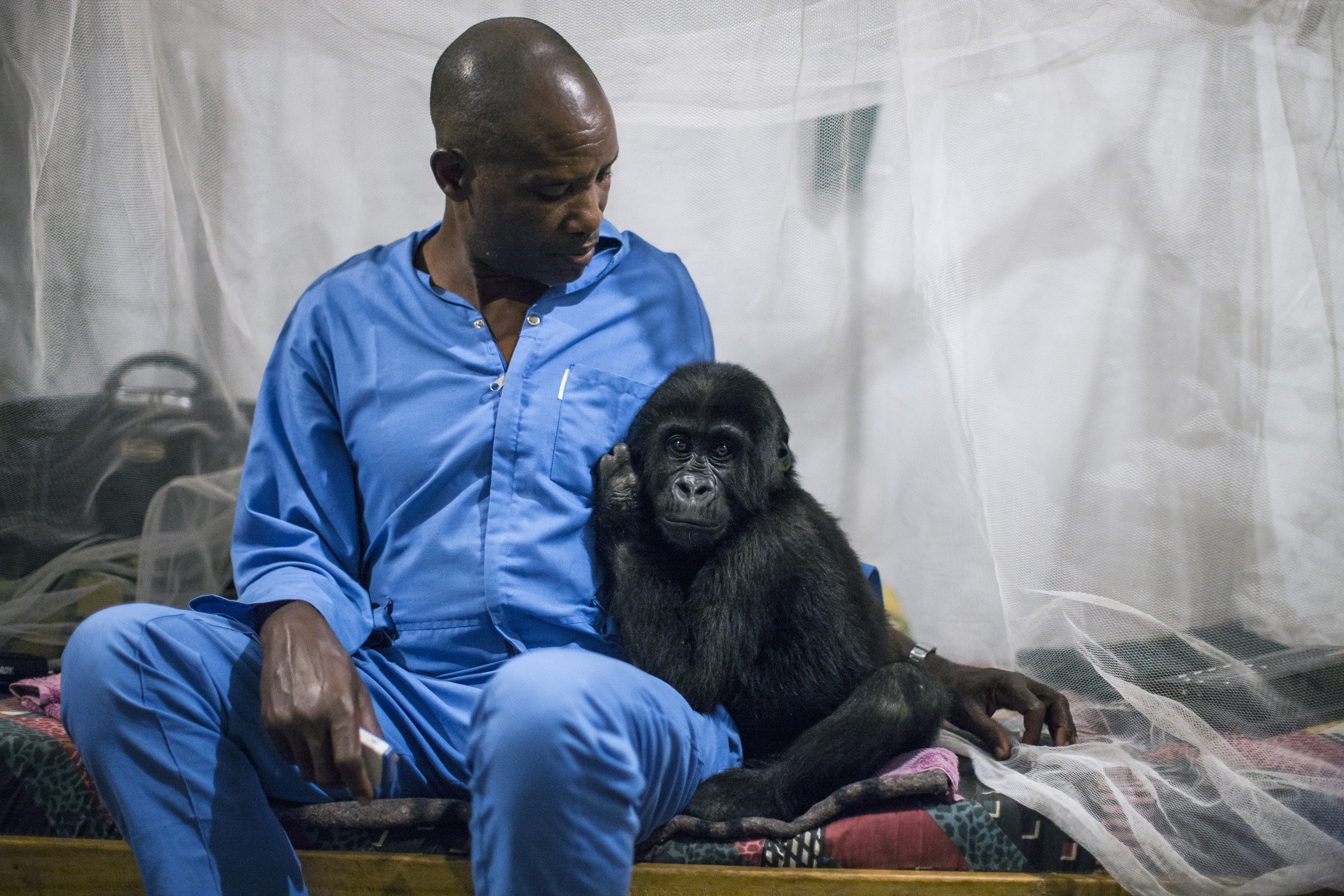 GOMA, DEMOCRATIC REPUBLIC OF CONGO, 4 OCTOBER 2013: Orphaned mountain gorilla Ndkasi and her ICCN conservation ranger care-giver prepare for bed as he reaches to bring down the Mosquito net around them in the make-shift gorilla orphanage in Goma. Th