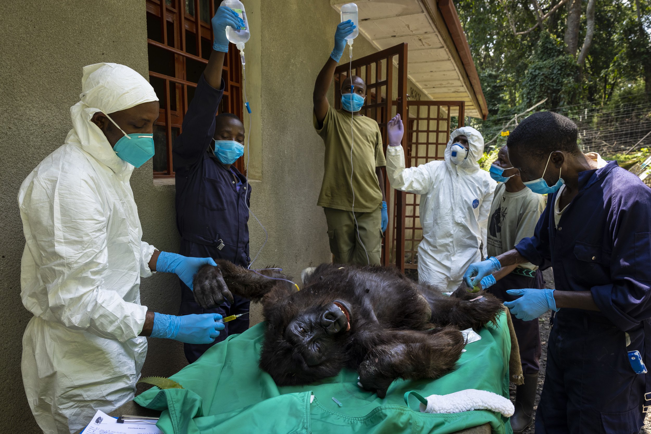 RUMANGABO, VIRUNGA NATIONAL PARK, DR CONGO, SEPTEMBER 26 2021: A medical procedure is carried out on female orphan mountain gorilla Ndakasi by Gorilla Doctors vets Eddy Syaluha and Fabrice Malonga accompanied by the Senkwekwe team of caregivers. Nda