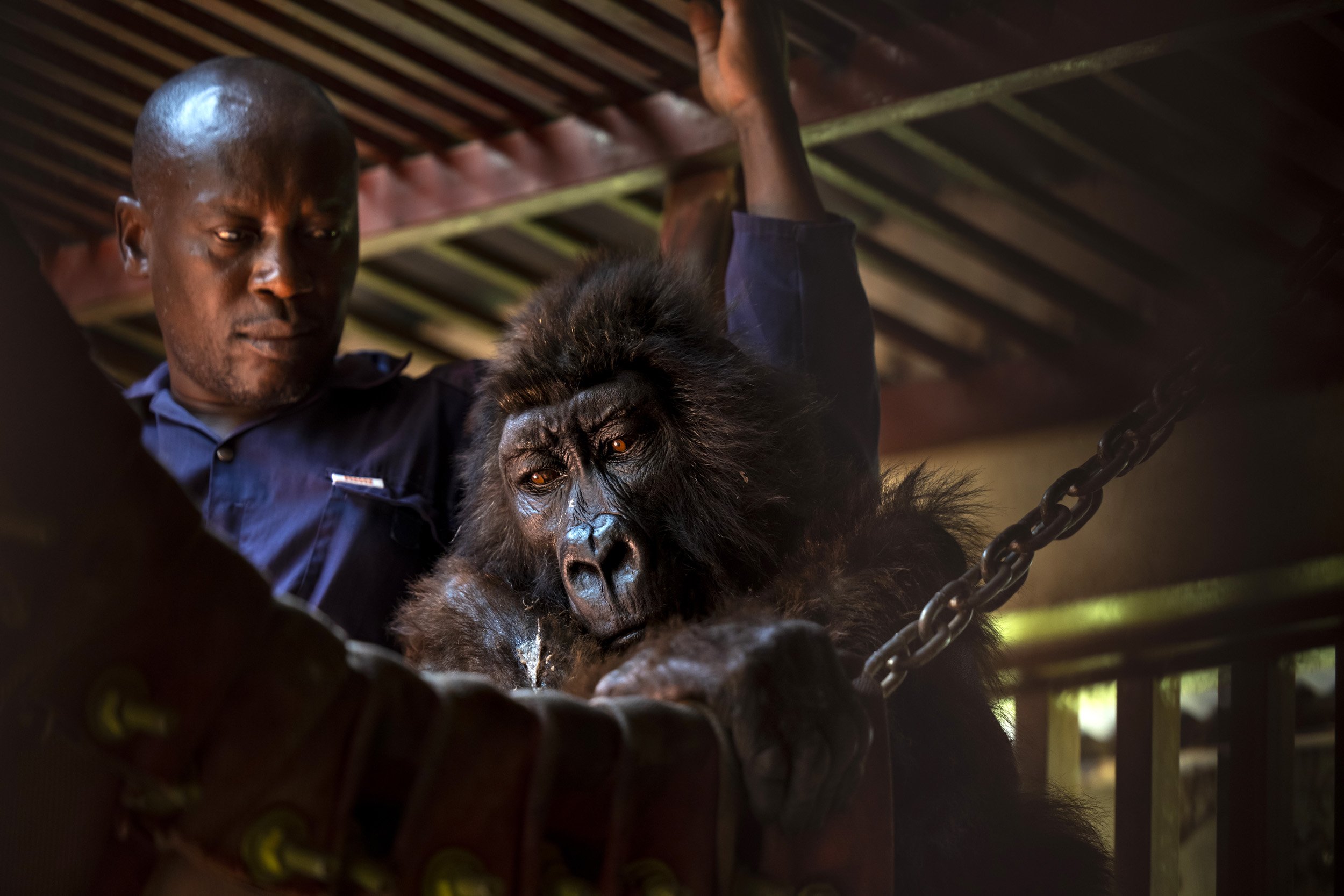 RUMANGABO, VIRUNGA NATIONAL PARK, DR CONGO, SEPTEMBER 26 2021: A sick Ndakasi is seen with caregiver Patrick just before a medical procedure is carried out on female orphan mountain gorilla Ndakasi by Gorilla Doctors vets Eddy Syaluha and Fabrice Ma