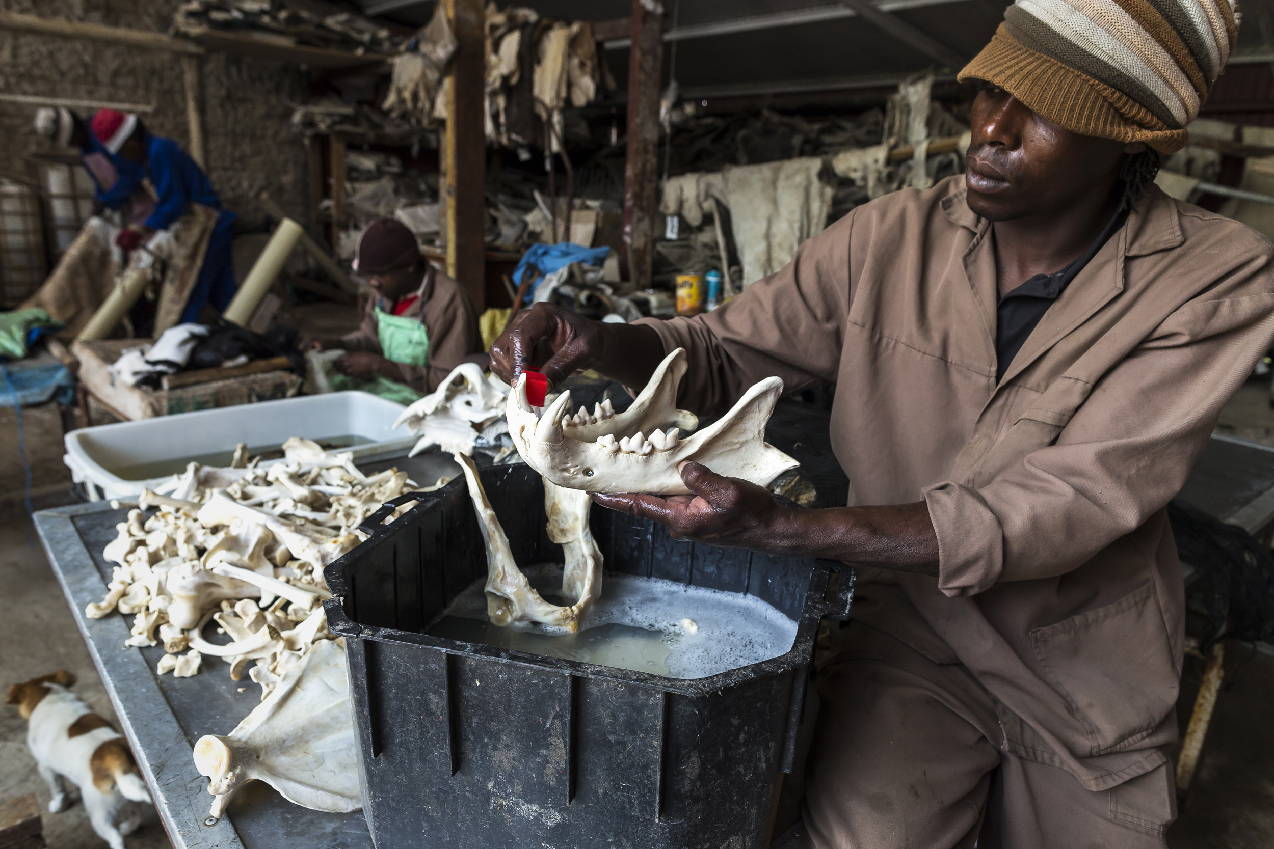 VREDE, ORANGE FREE STATE, SOUTH AFRICA – OCTOBER 2012: A worker cleans lion bones with a combination of water and peroxide at a taxidermist in the Orange Free State, South Africa, 10 October 2012. These bones come from lions killed in legal hunts an
