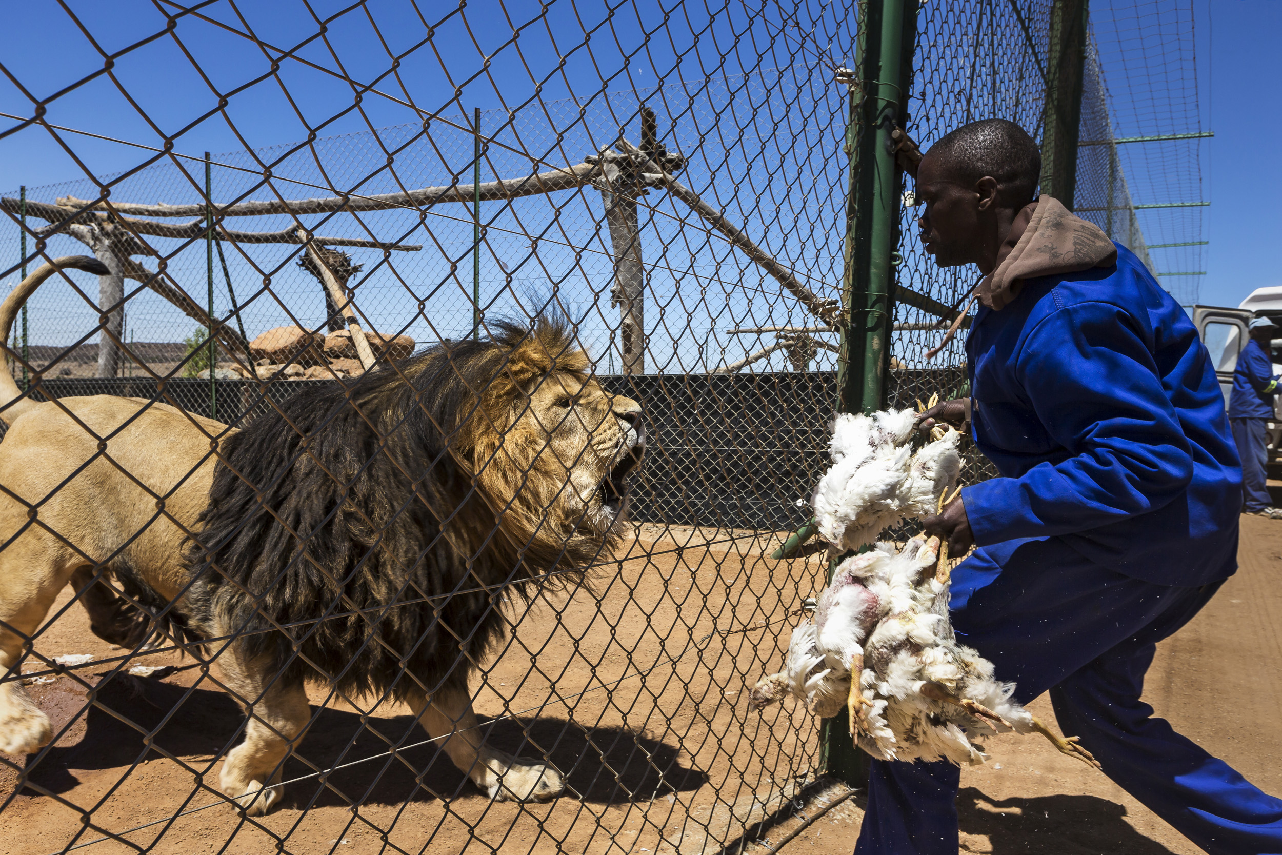 WOLMARANSSTAD, SOUTH AFRICA, SEPTEMBER 2012: Images of breeding cages for lions on Buisfontein, a lion breeding farm outside of Wolmaransstad, South Africa, September 31, 2012. These lions will be raised to maturity, used for breeding purposes and w