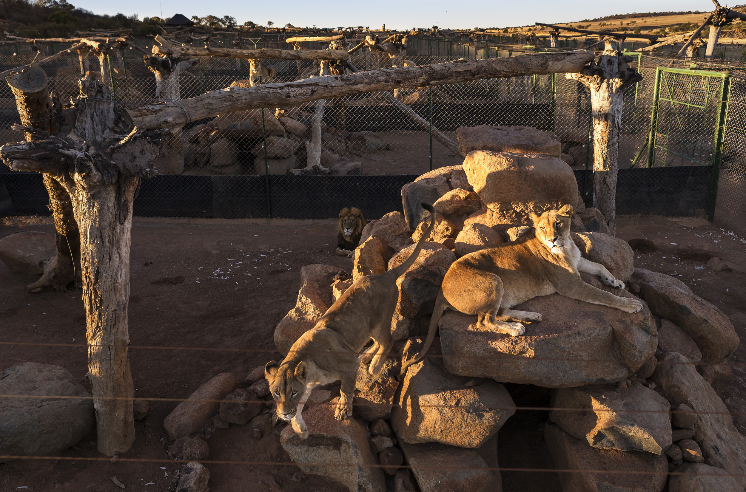 WOLMARANSSTAD, SOUTH AFRICA, SEPTEMBER 2012: Images of breeding cages for lions on Buisfontein, a lion breeding farm outside of Wolmaransstad, South Africa, September 31, 2012. These lions will be raised to maturity, used for breeding purposes and w