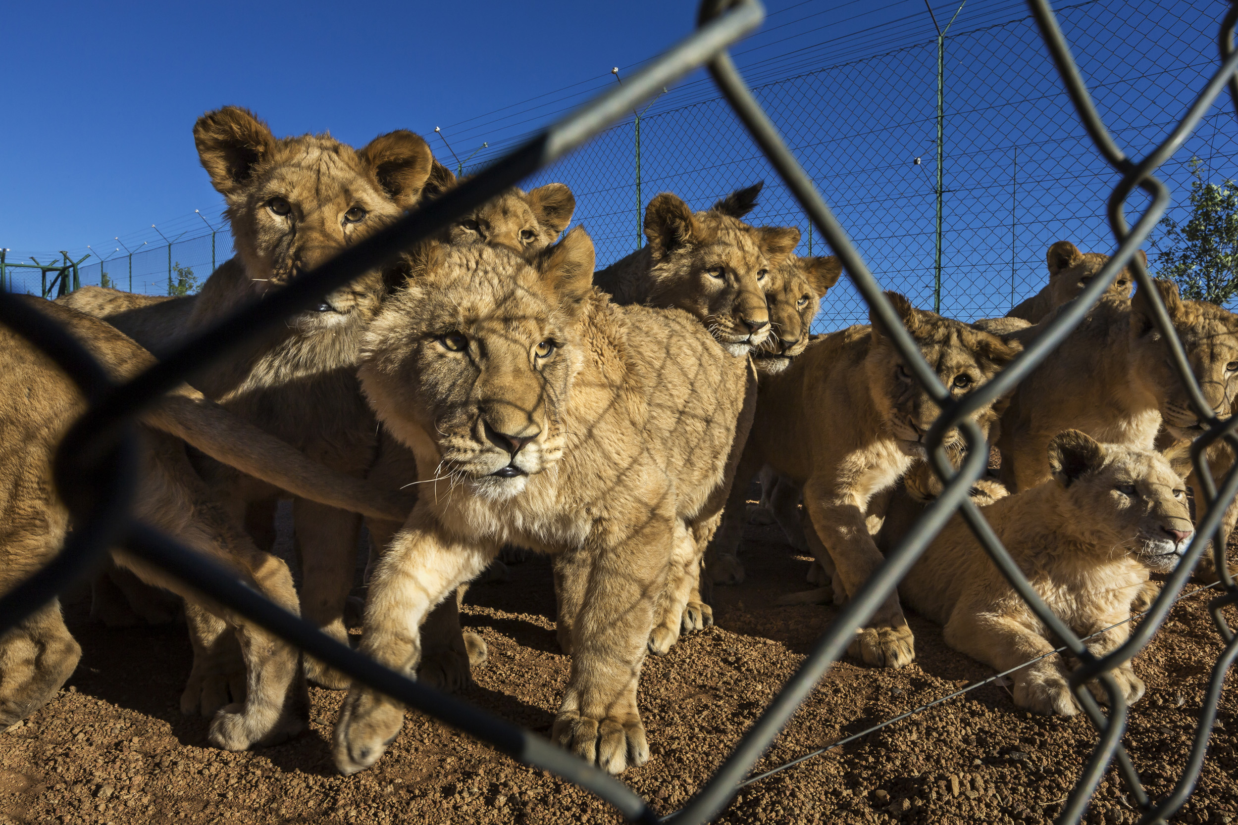 WOLMARANSSTAD, SOUTH AFRICA, SEPTEMBER 2012: Images of breeding cages for lion cubs on Buisfontein, a lion breeding farm outside of Wolmaransstad, South Africa, September 31, 2012. These lions will be raised to maturity, used for breeding purposes a
