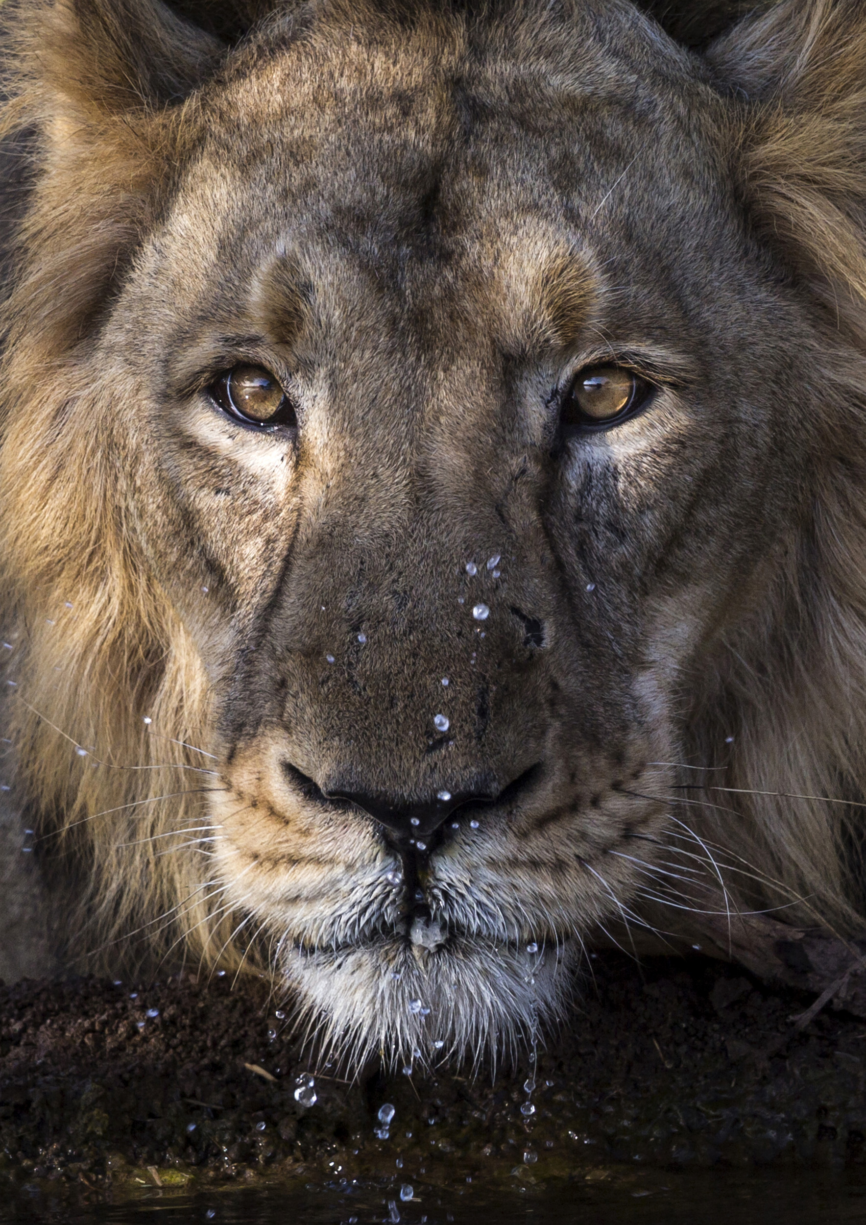 GIR NATIONAL PARK, GUJARAT, INDIA, APRIL 8 2013: Images of Asiatic lion taken from a week shooting the last lion outside of Africa inside Gir National Park, Gujarat, India, 8 April 2013. This small population of Asiatic lion was once as low as 117 a