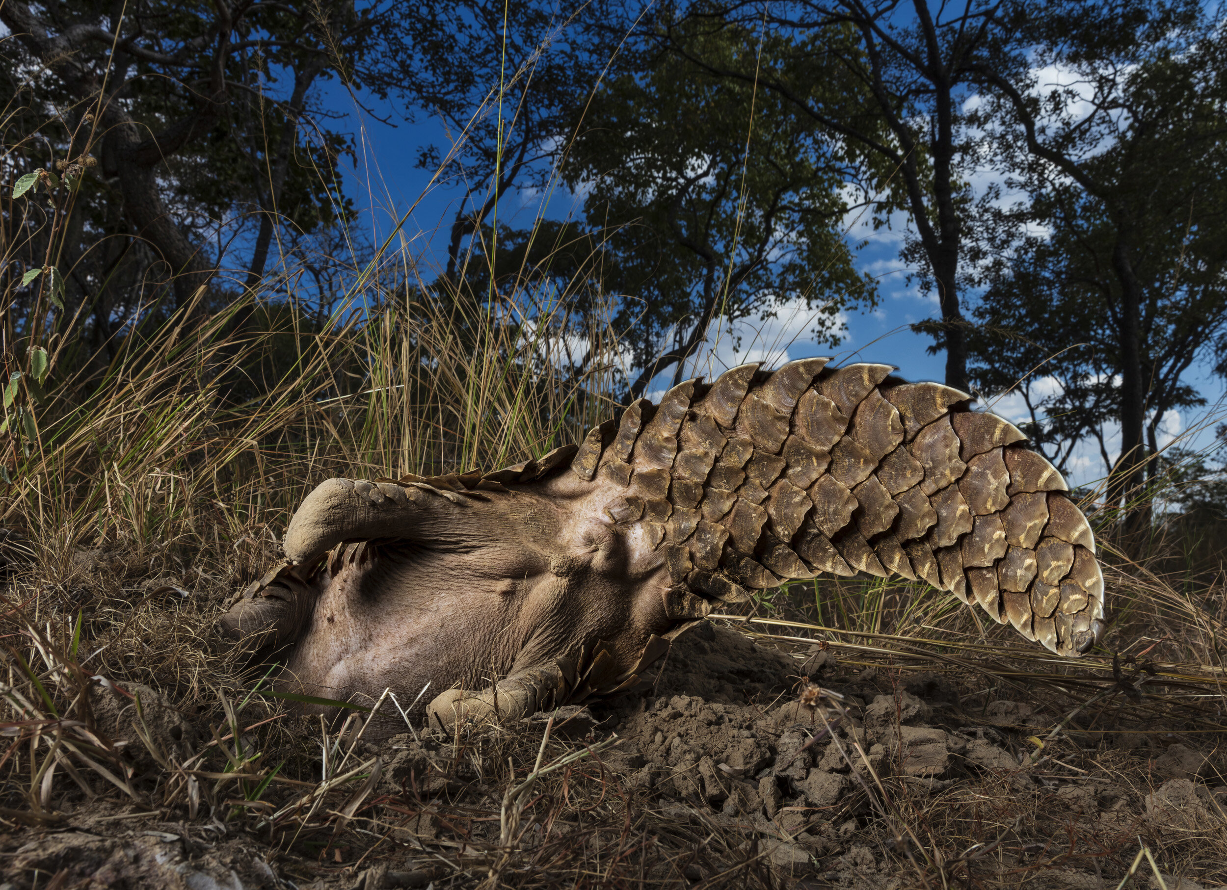 HARARE, ZIMBABWE, 24 JUNE 2018: Pangolin caregivers at an anonymous farm care for rescued pangolins, helping them to find ants and termites to eat and keeping them safe from predators and poachers. The Tiki Hywood trust undertakes public awareness c