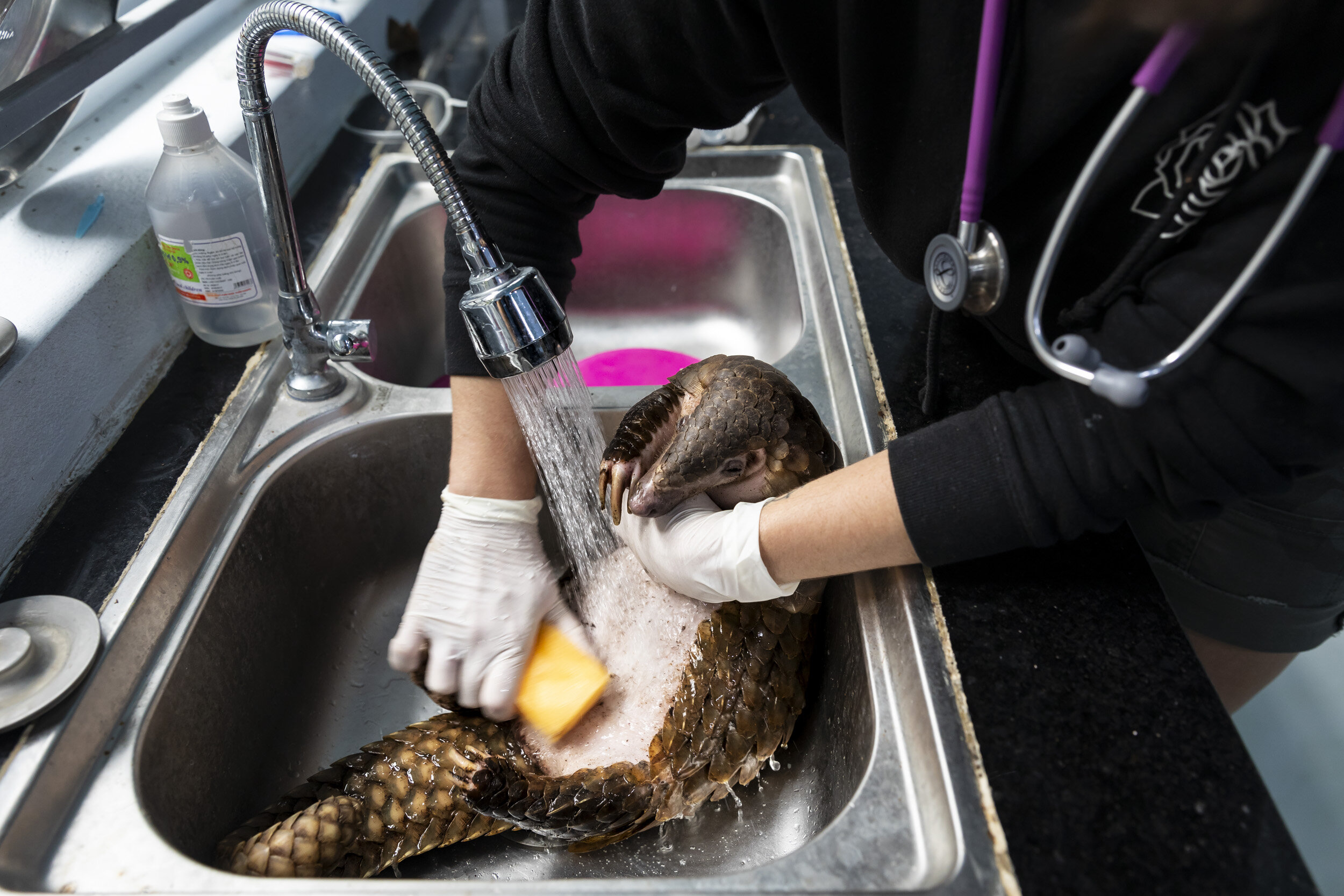 CUC PHUONG, VIETNAM, 8 NOVEMBER 2018: Save Vietnam’s Wildlife veterinary manager Jessica Jimerson bathes a recently arrived pangolin that has been rescued from the trafficking industry.. Most of the Pangolins that are rescued by SVW come from Indone