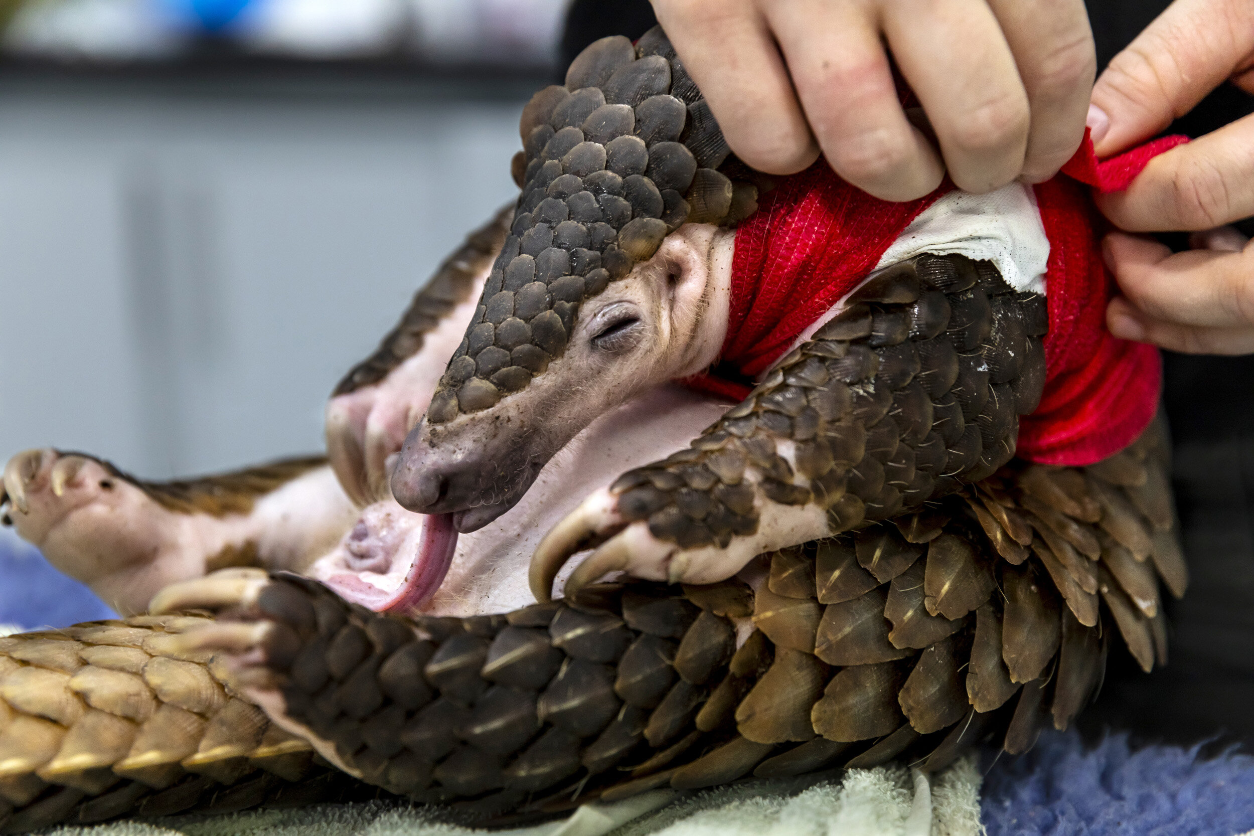 CUC PHUONG, VIETNAM, 8 NOVEMBER 2018: Save Vietnam’s Wildlife veterinary manager Jessica Jimerson works on a badly injured snared pangolin in SVW’s rehabilitation center. Most of the Pangolins that are rescued by SVW come from Indonesia and Borneo.