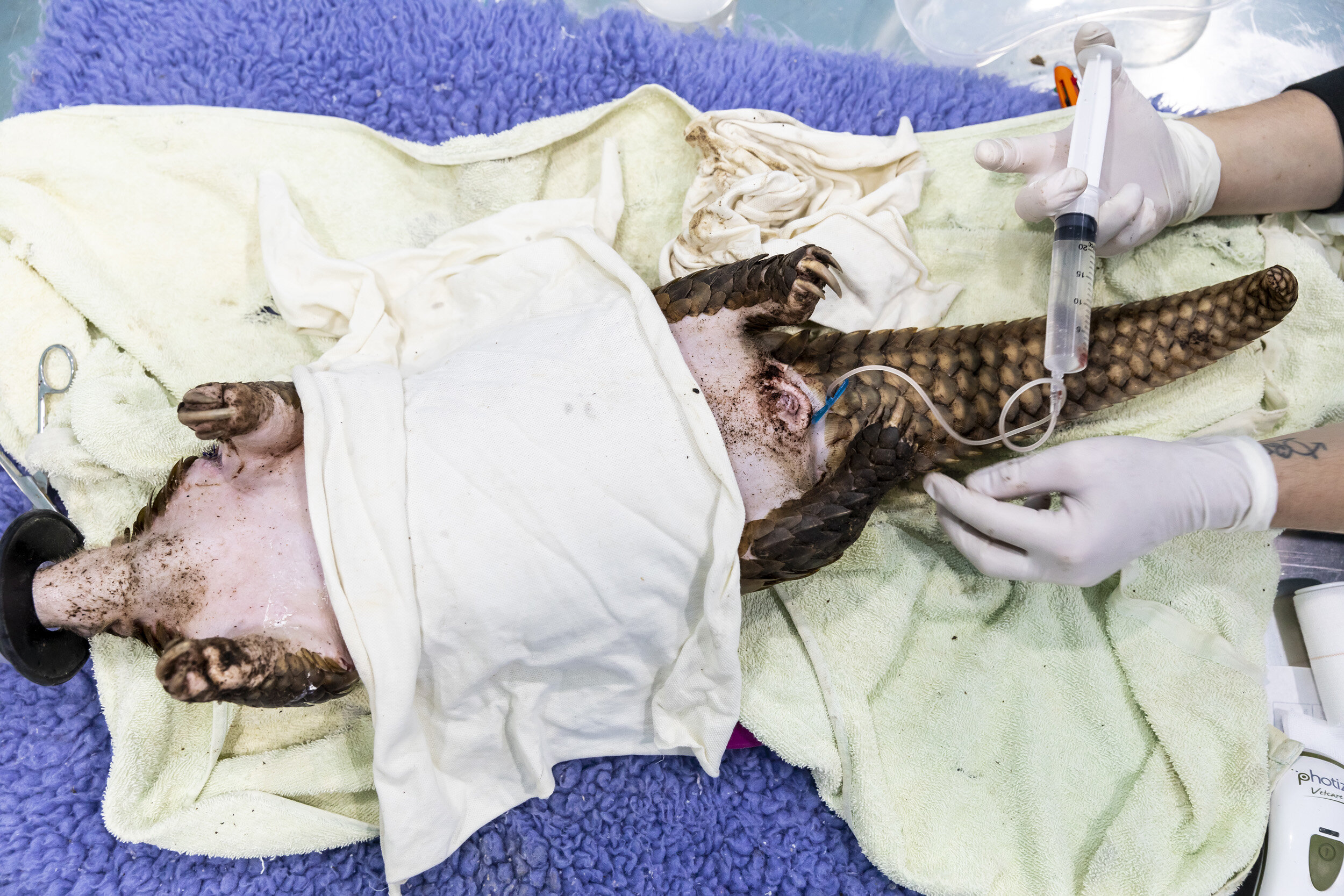 CUC PHUONG, VIETNAM, 9 NOVEMBER 2018: Save Vietnam’s Wildlife veterinary manager Jessica Jimerson works on rehydrating a trafficked pangolin in SVW’s rehabilitation center. Most of the Pangolins that are rescued by SVW come from Indonesia and Borneo