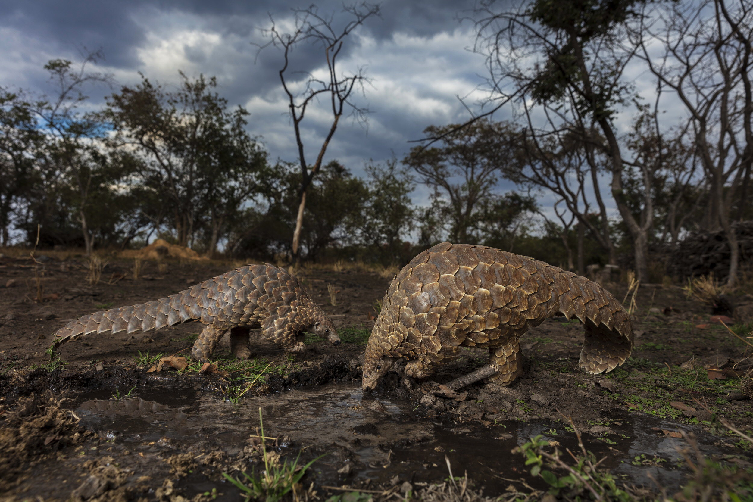 HARARE, ZIMBABWE, 24 JUNE 2018: Pangolin caregivers at an anonymous farm care for rescued pangolins, helping them to find ants and termites to eat and keeping them safe from predators and poachers. The Tiki Hywood trust undertakes public awareness c