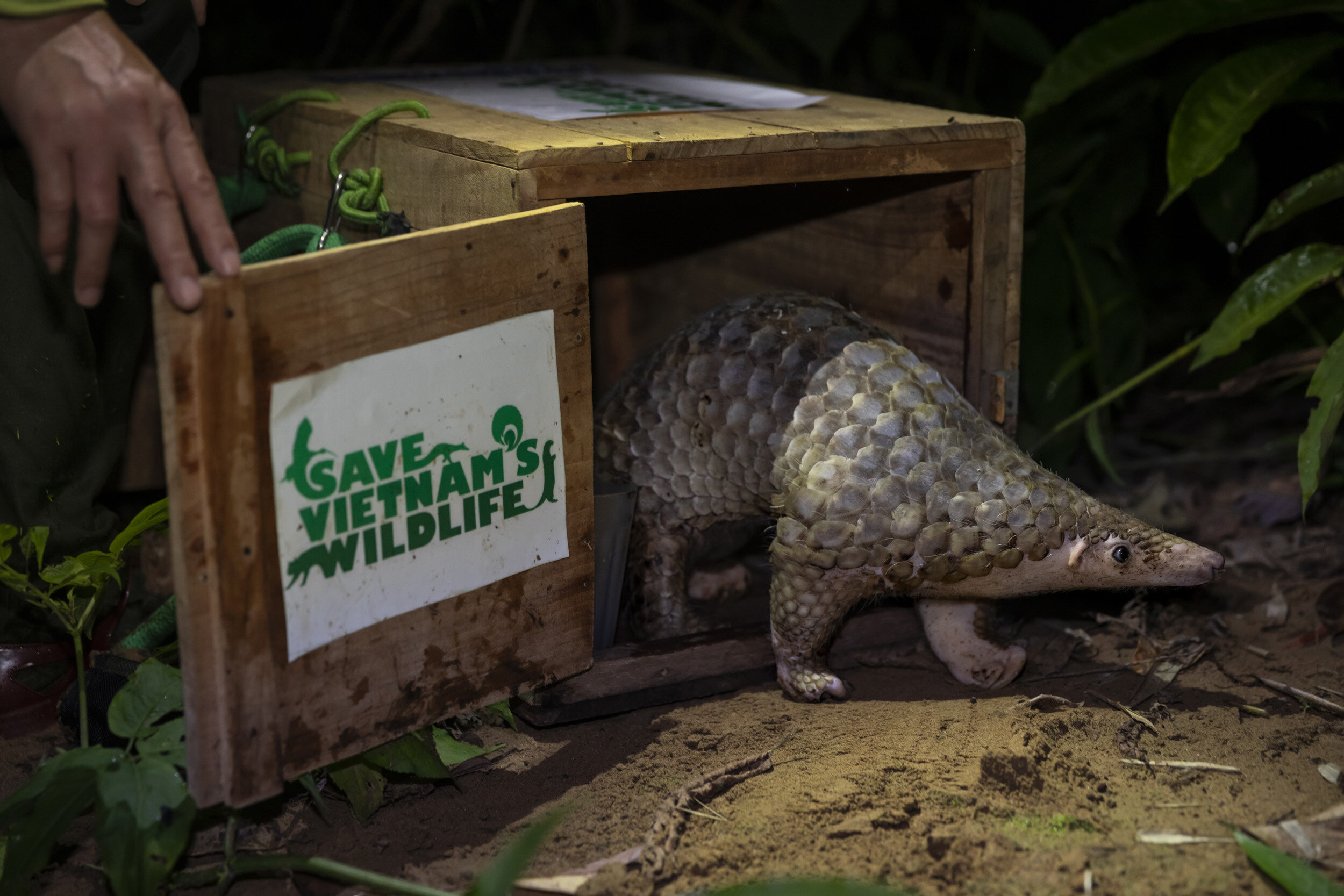 PU MAT NATIONAL PARK, VIETNAM, 11 NOVEMBER 2018: Members of Vietnam’s first Anti-poaching team and NGO Saving Vietnam’s Wildlife walk upriver and release 25 rescued pangolins into this remote National Park. They first feed the pangolin with ant egg