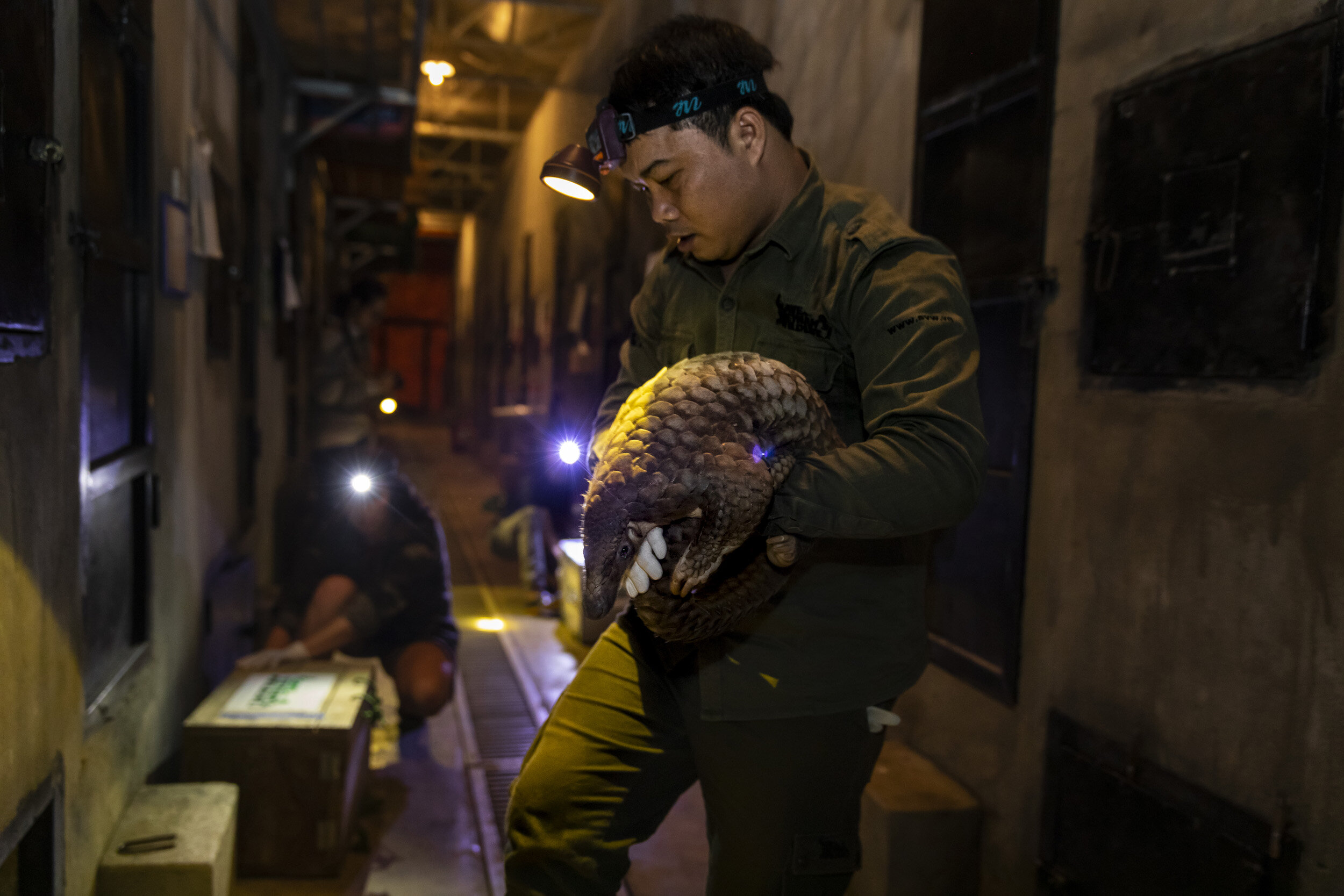 CUC PHUONG, VIETNAM, 11 NOVEMBER 2018: Save Vietnam’s Wildlife founder Thai Van Nguyen readies rescued pangolins for transport in SVW’s rehabilitation center. On this occasion 25 trafficked pangolins were rescued and rehabilitated by SVW and will be