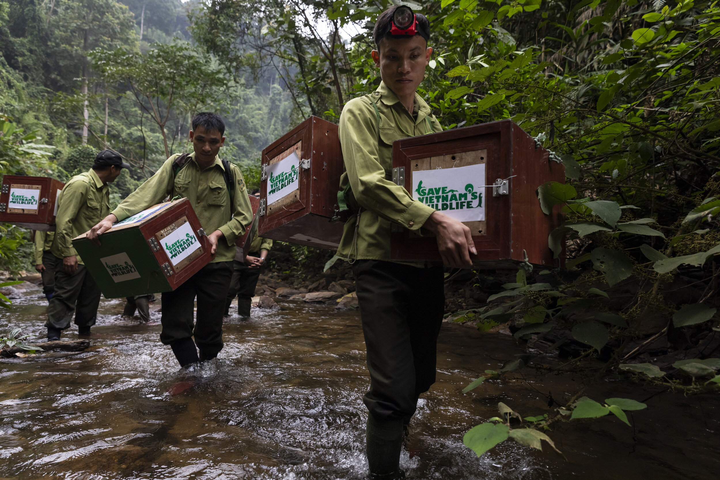 PU MAT NATIONAL PARK, VIETNAM, 11 NOVEMBER 2018: Members of Vietnam’s first Anti-poaching team and NGO Saving Vietnam’s Wildlife walk upriver and release 25 rescued pangolins into this remote National Park. They first feed the pangolin with ant egg