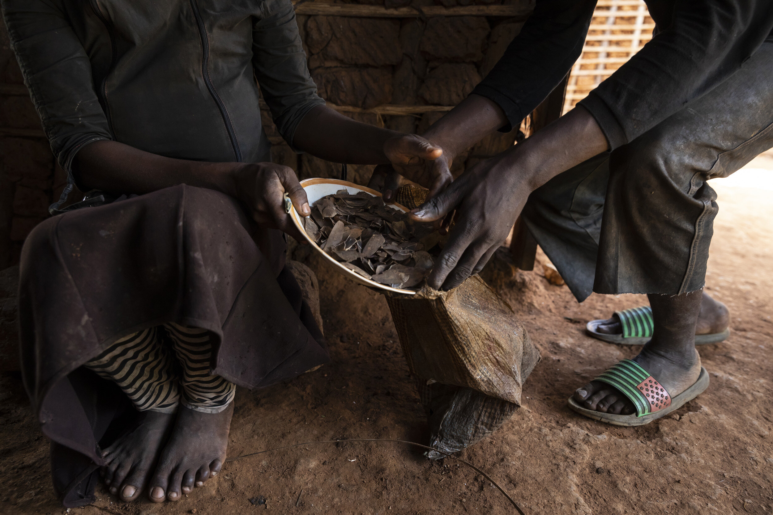 DJA NATIONAL PARK, SALOMA, CAMEROON, 11 AUGUST 2018: A Baka pygmy woman shows pangolin scales she has collected to sell to a Bantu middleman who comes regularly to her village to purchase the scales. She received a sum of $10 for 1kg of scales but h