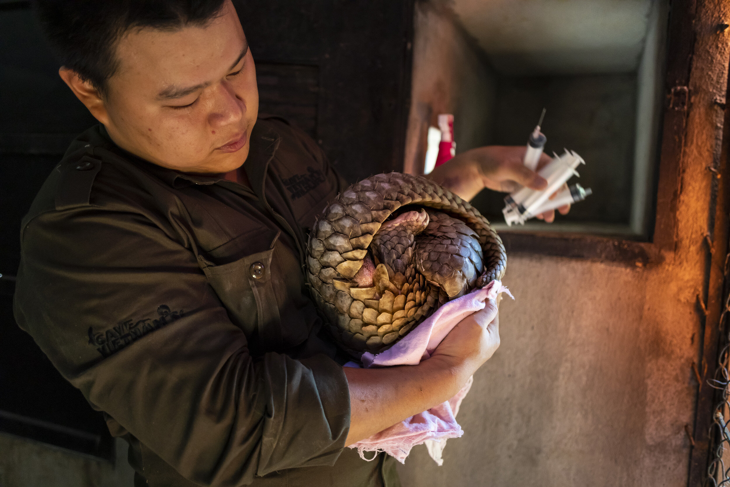 CUC PHUONG, VIETNAM, 2 NOVEMBER 2018: Save Vietnam’s Wildlife veterinarian Lam Kim Hai rehydrates rescued, traumatized pangolins in SVW’s rehabilitation center. SVW was founded in 2014 by Thai Van Nguyen to expand the conservation activities of the