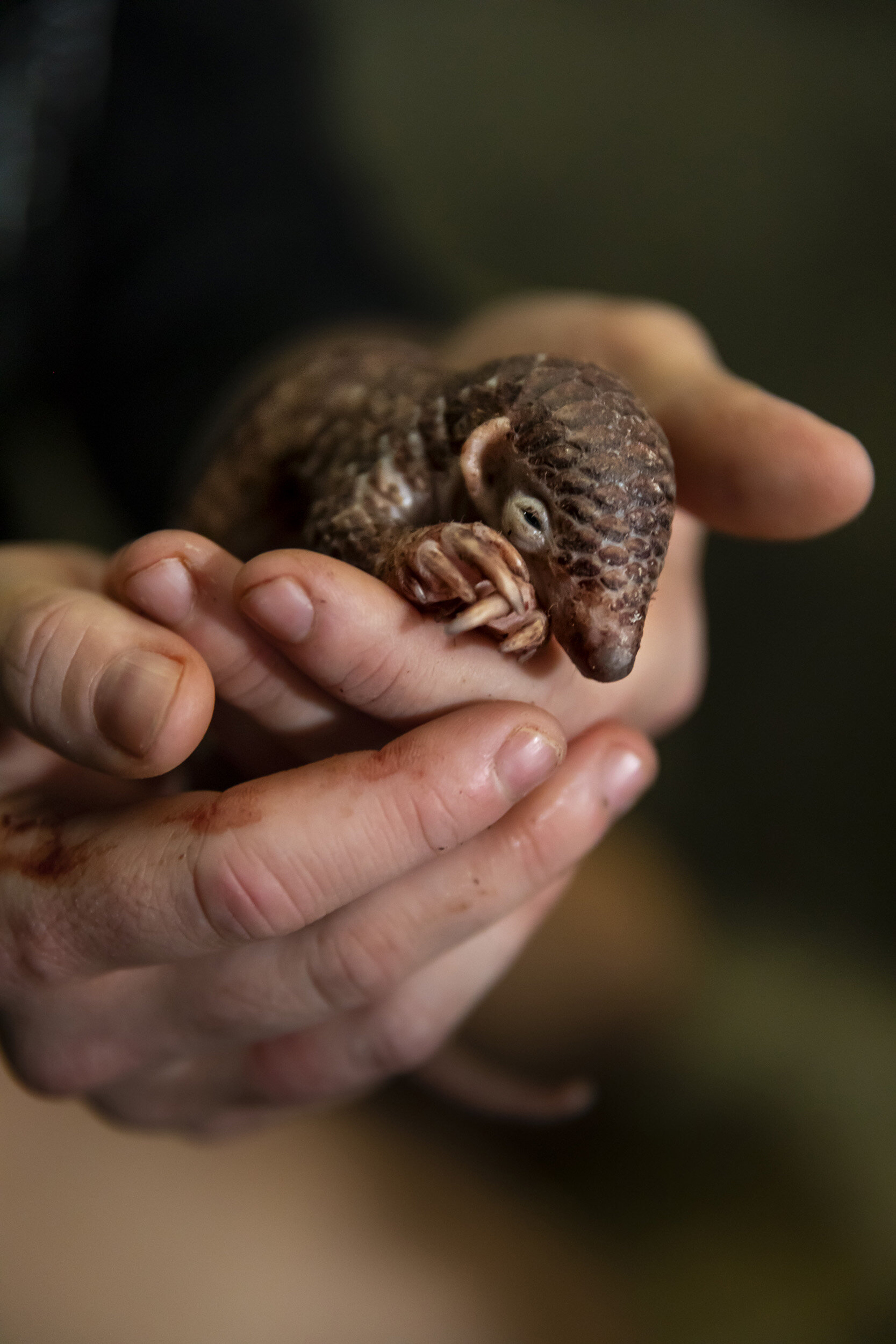 CUC PHUONG, VIETNAM, 9 NOVEMBER 2018: Save Vietnam’s Wildlife welcomes a 2 day old pangolin baby in SVW’s rehabilitation center. Blood was seen in the enclosure so the baby was quickly inspected and placed back with the mother. This is a trafficked