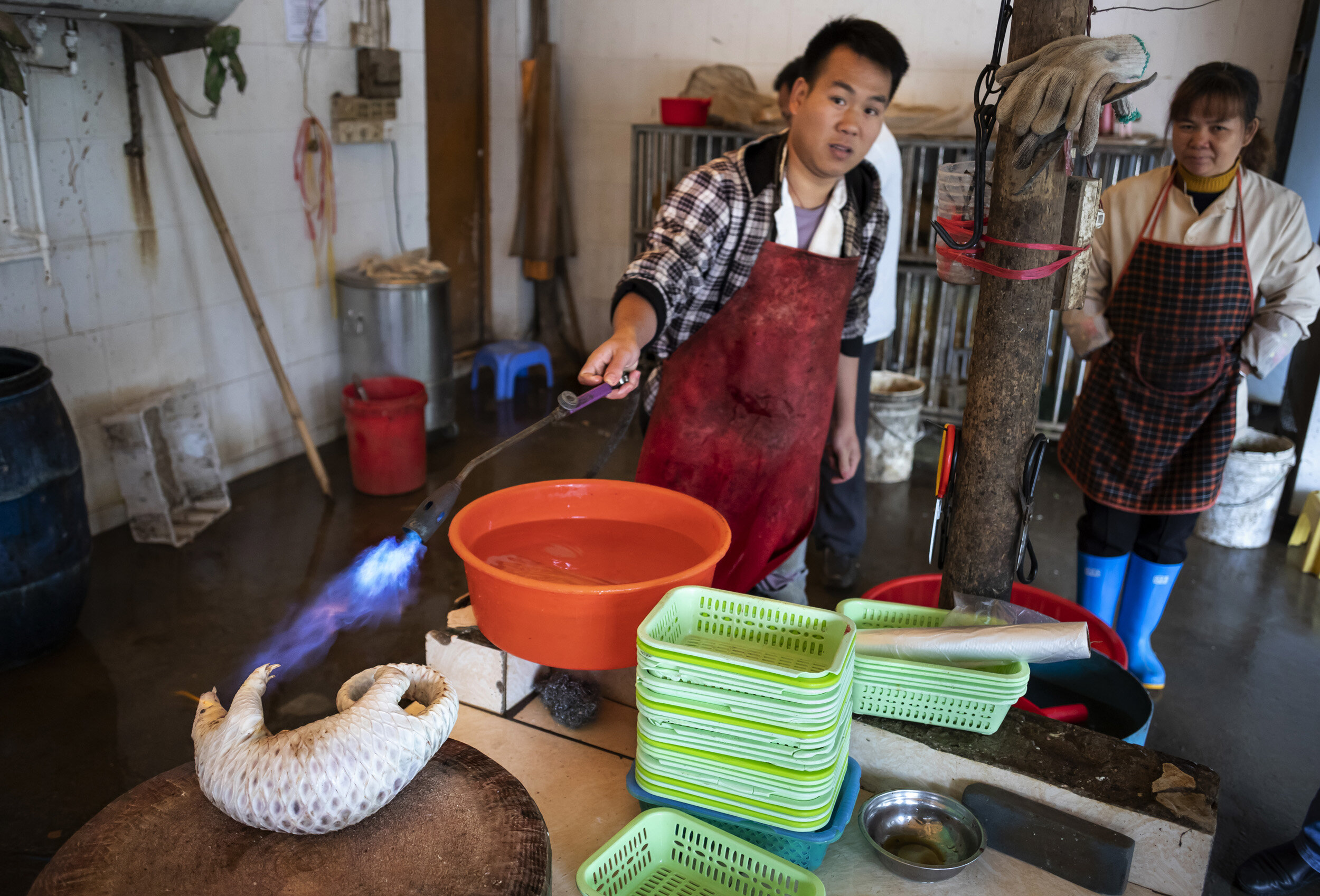 GUANGZHOU, CHINA: A Pangolin is slaughtered and prepared for a meal in a restaurant on the outskirts of Guangzhou. The price for the meal was 1200 RMB per pound of the animals weight. This pangolin was 6 pounds and was forcefed liquids before being