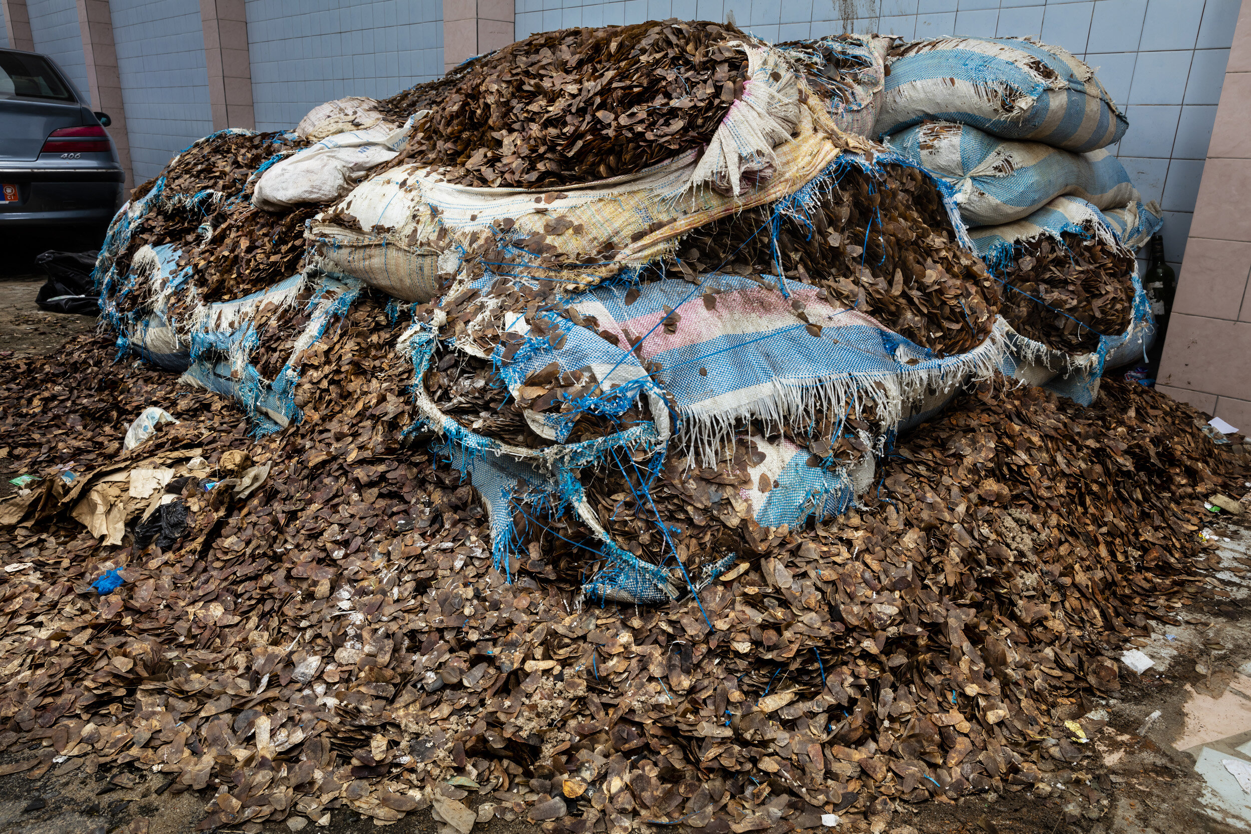 COTE D’IVOIRE, 28 AUGUST 2018: 3,600kgs of Pangolin scales in the car park of the offices of the Ivorian Unit for Trans National crime. The wildlife NGO Eagle worked in co-operation with this new unit to capture an Ivorian Trafficker and his 3 accom