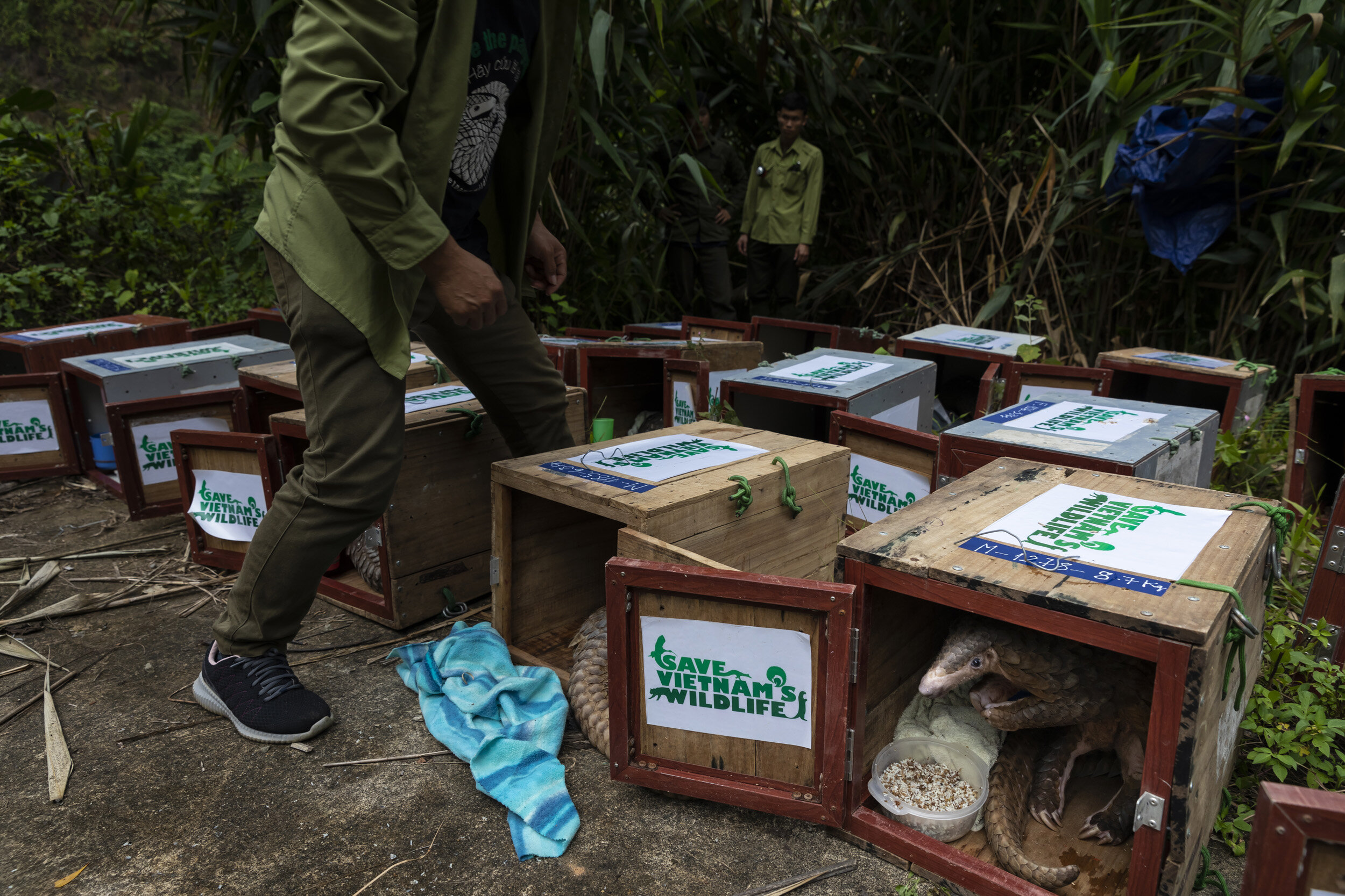PU MAT NATIONAL PARK, VIETNAM, 11 NOVEMBER 2018: Members of Vietnam’s first Anti-poaching team and NGO Saving Vietnam’s Wildlife prepare for an evening release of 25 rescued pangolins into this remote National Park. They first feed the pangolin wit
