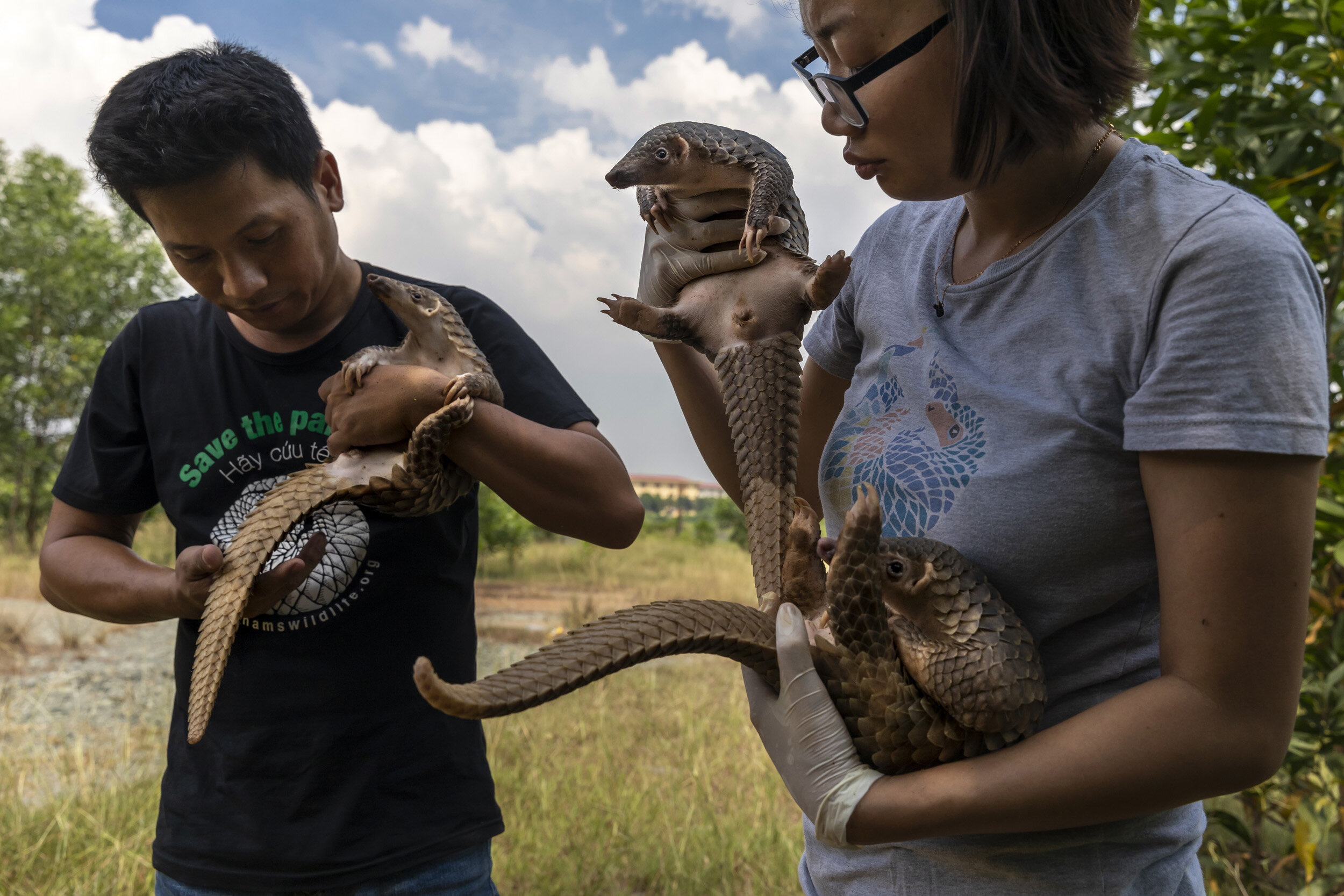 HO CHI MINH CITY, VIETNAM, 4 NOVEMBER 2018: A National Parks Veterinarian Nguyen Van Cuong and a Veternarian from Save Vietnam’s Wildlife, Ngoc Duyen Huong, rescue three juvenile pangolins that were left in a box in a wasteland area in Ho Chi Minh c