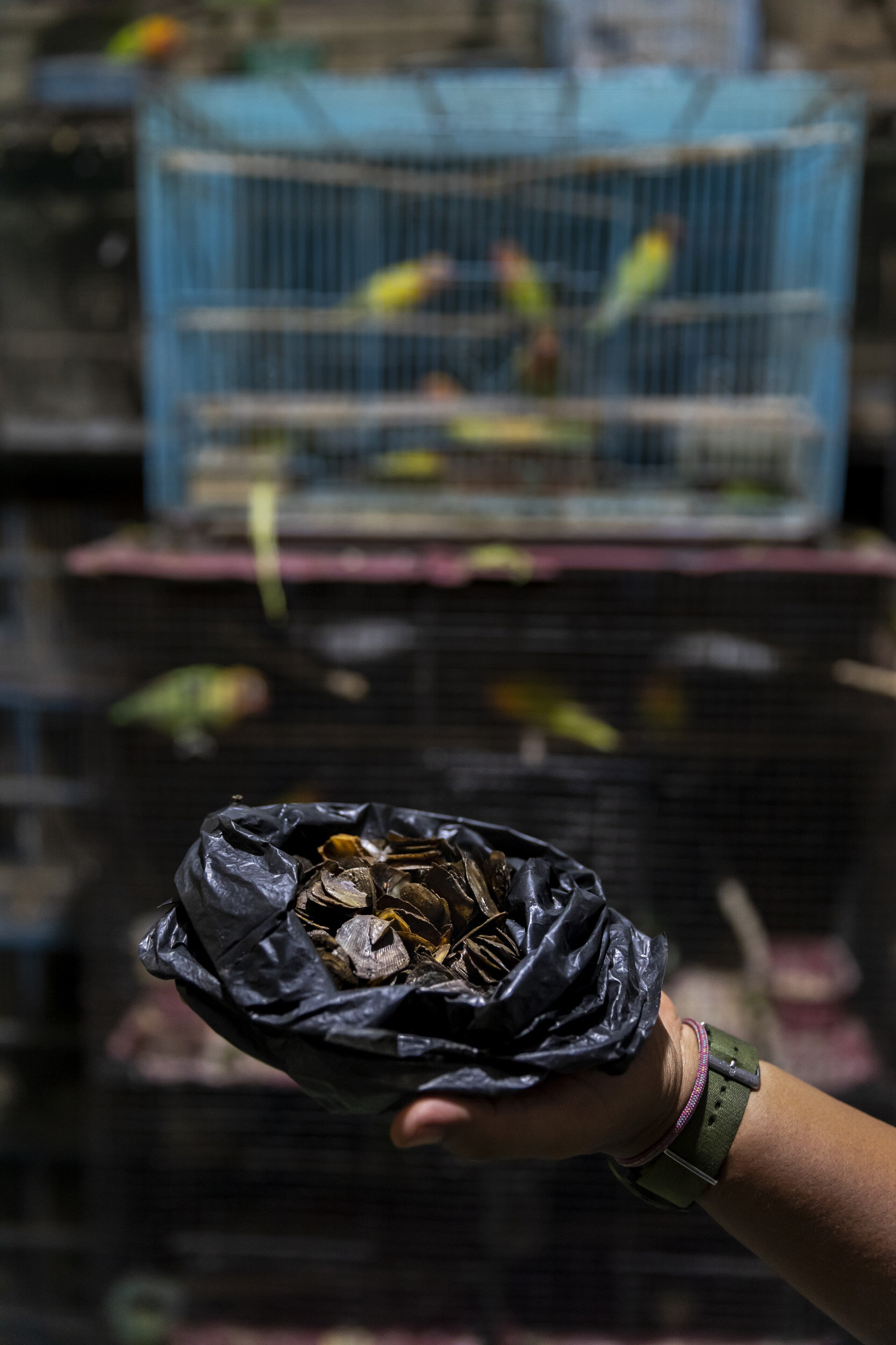 SURABAYA, BORNEO, 15 NOVEMBER 2018: A wildlife trader pangolin scales to the photographer at a bird market in Surabaya. He said he could get live pangolin for around $60 and usually had 2 or three every week. Borneo is a source country for Pangolins
