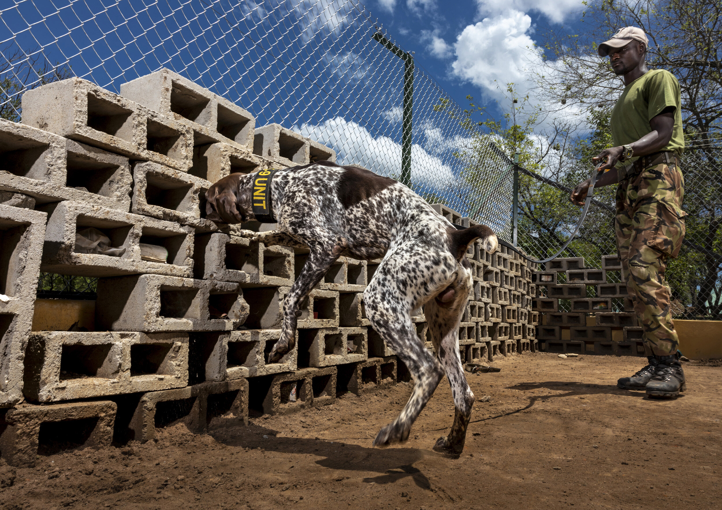 GARAMBA NATIONAL PARK, DEMOCRATIC REPUBLIC OF CONGO, APRIL 18TH 2019: ICCN conservation ranger Dog handlers receiving training on tracking and detection for ivory and pangolin scales. This pointer has just located a single pangolin scale hidden in t