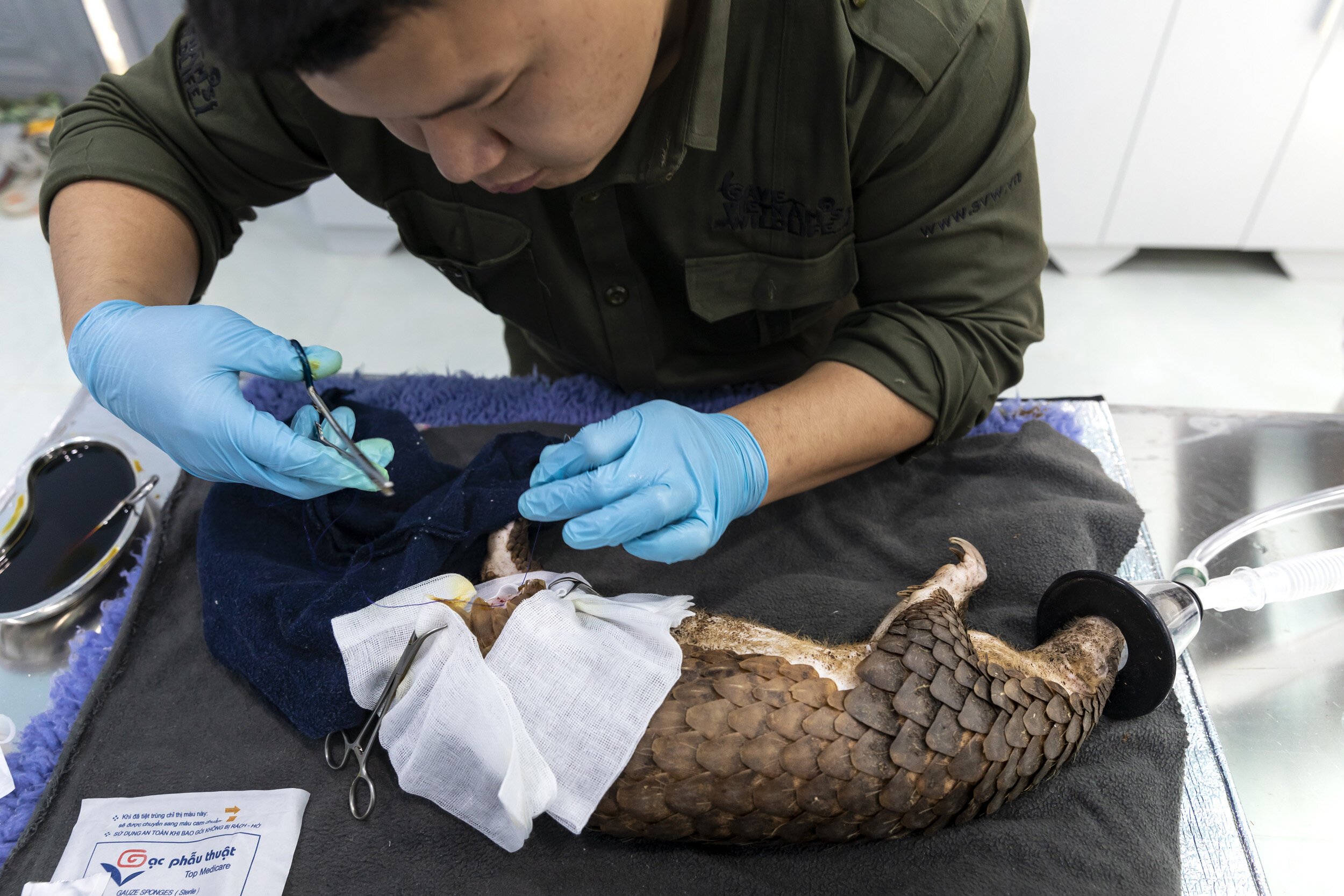 CUC PHUONG, VIETNAM, 2 NOVEMBER 2018: Save Vietnam’s Wildlife veterinarian Lam Kim Hai works on a rescued trafficked pangolin that had it’s hind leg severely damaged in a poachers snare. He had to amputate the leg as a result. SVW was founded in 201