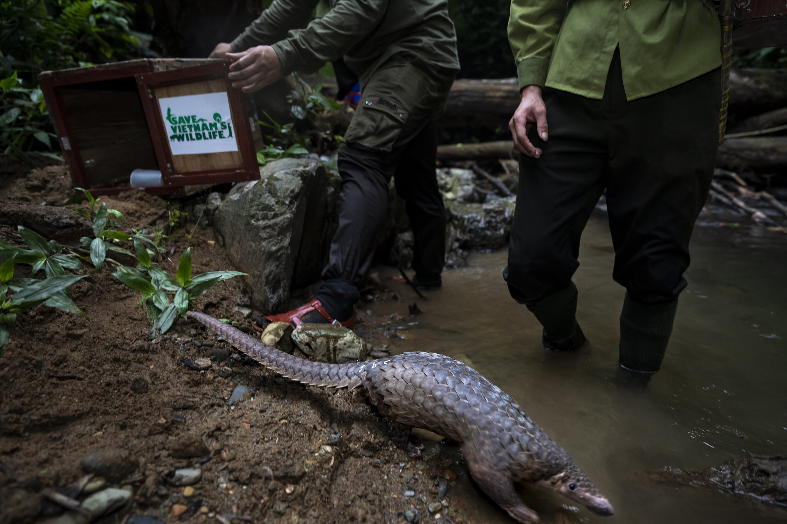 PU MAT NATIONAL PARK, VIETNAM, 11 NOVEMBER 2018: Members of Vietnam’s first Anti-poaching team and NGO Saving Vietnam’s Wildlife walk upriver and release 25 rescued pangolins into this remote National Park. They first feed the pangolin with ant egg